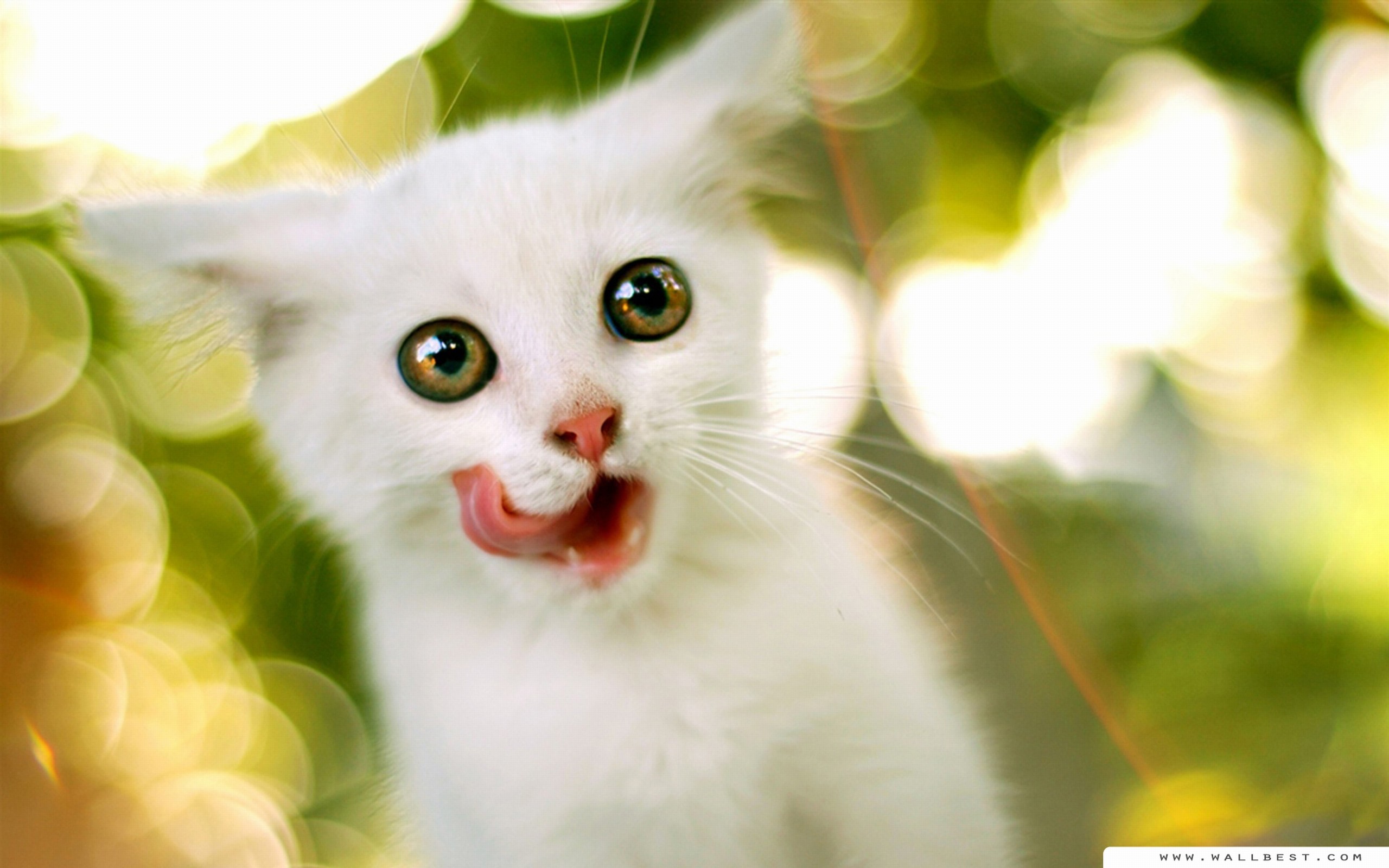 Cute Cat Hd Wallpapers