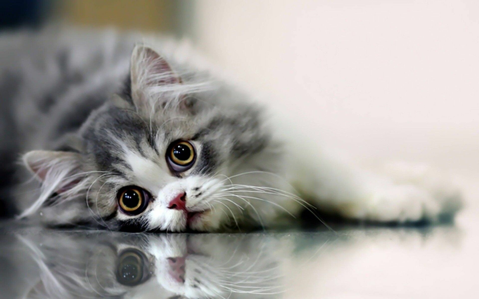 Cute Cat Hd Wallpapers