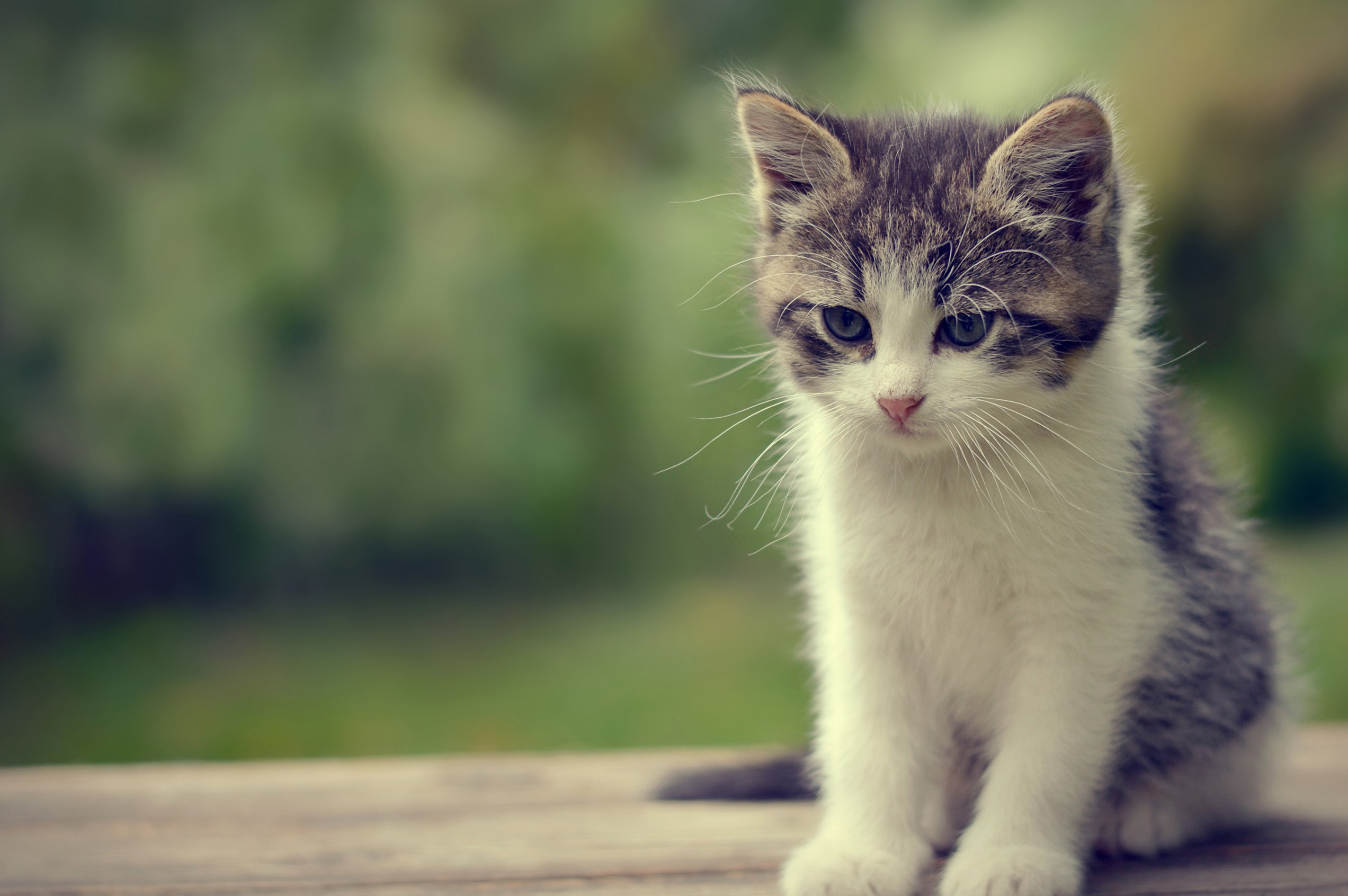 Cute Cat Screensavers Wallpapers