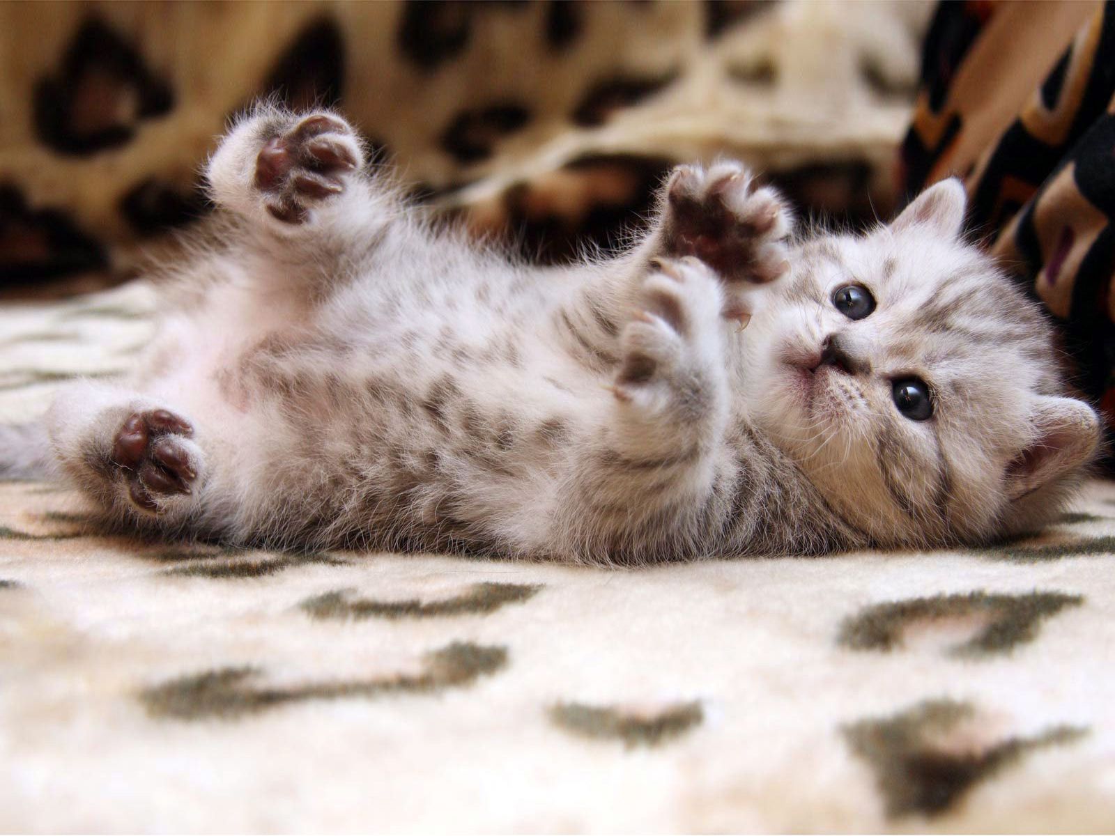 Cute Cat Screensavers Wallpapers