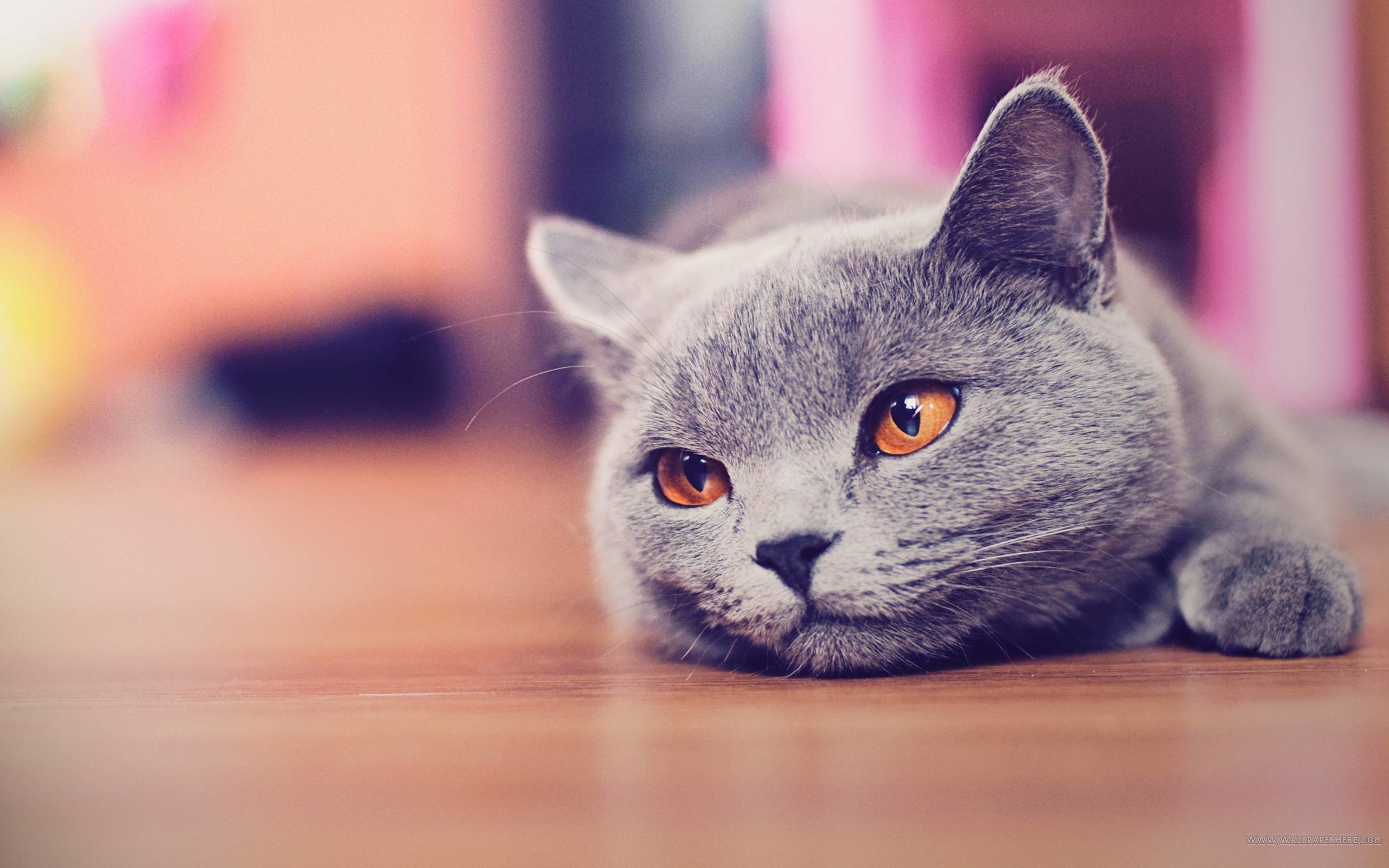 Cute Cat Screensavers Wallpapers