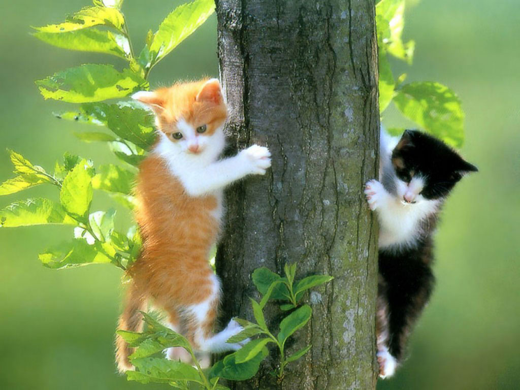 Cute Cat Screensavers Wallpapers