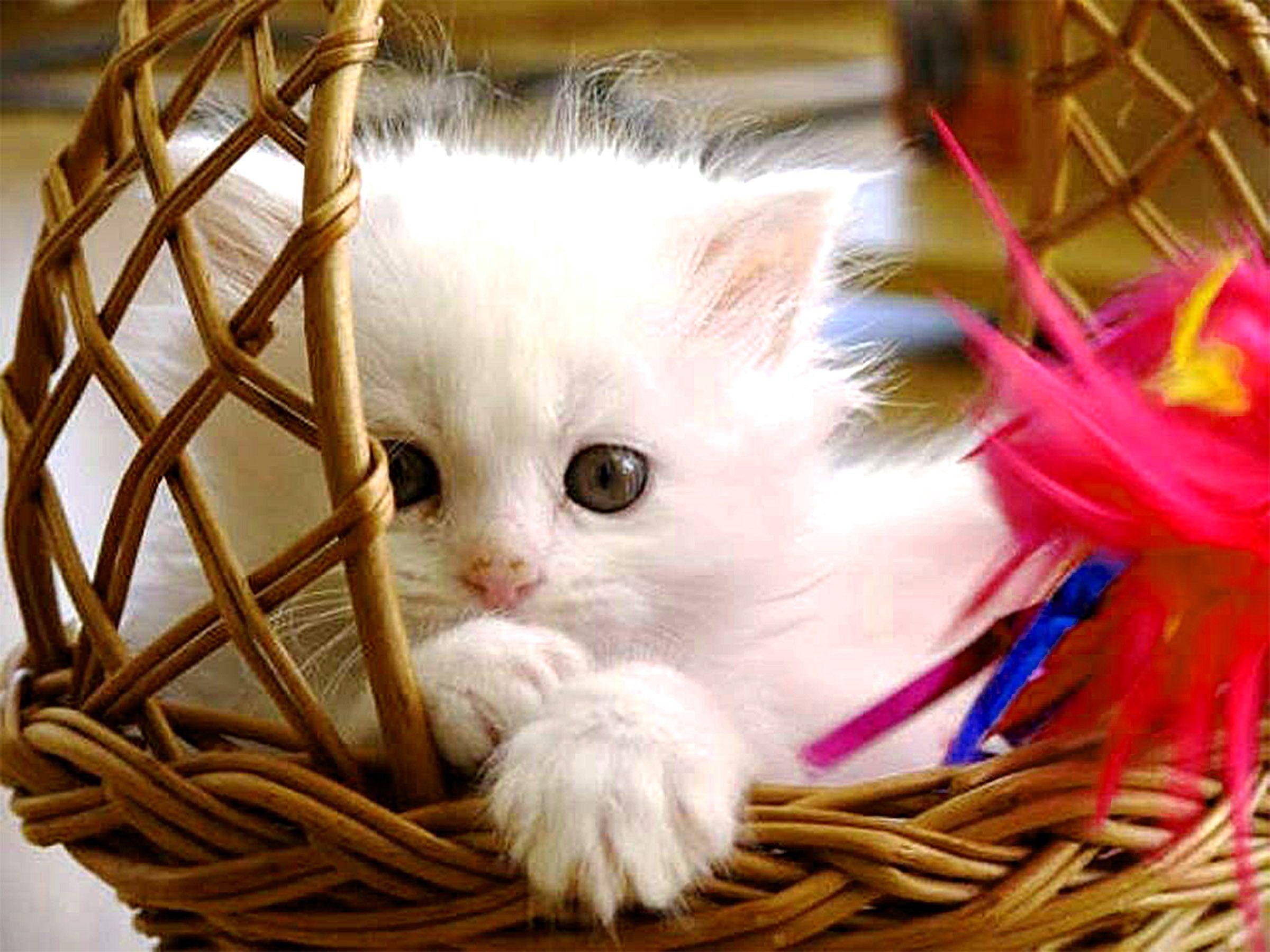 Cute Cat Wallpaper Wallpapers