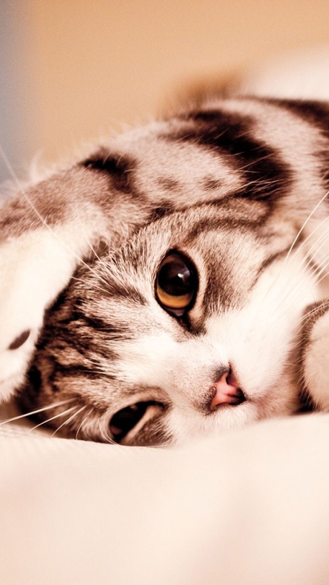 Cute Cat Wallpapers Wallpapers