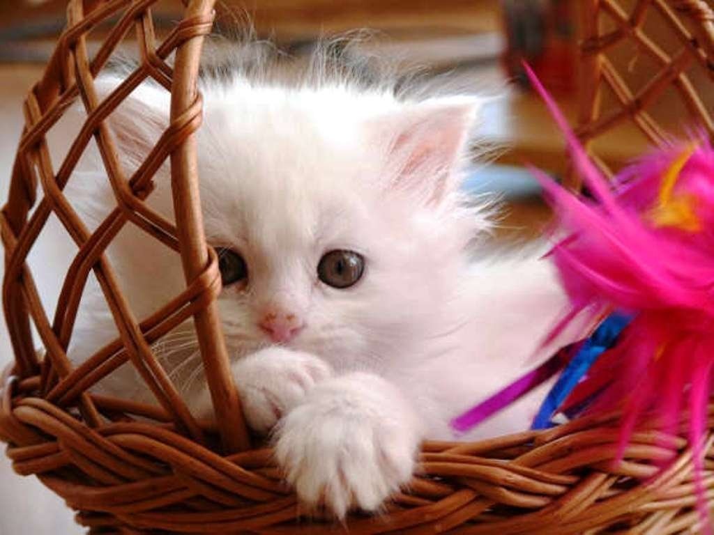 Cute Cat Wallpapers Wallpapers