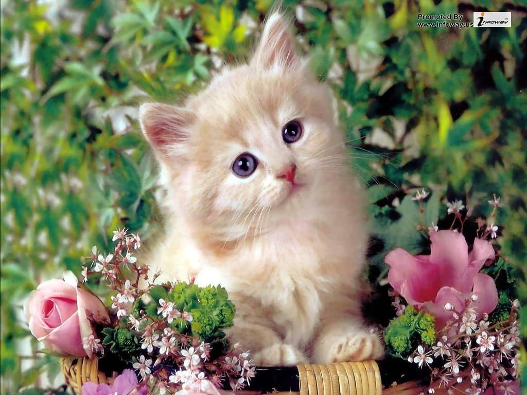 Cute Cat Wallpapers Wallpapers