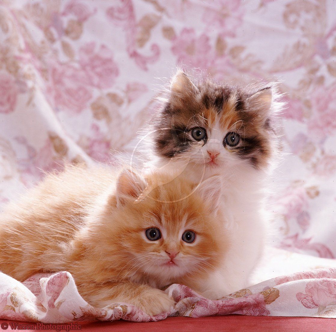 Cute Cats And Dogs Wallpapers Wallpapers