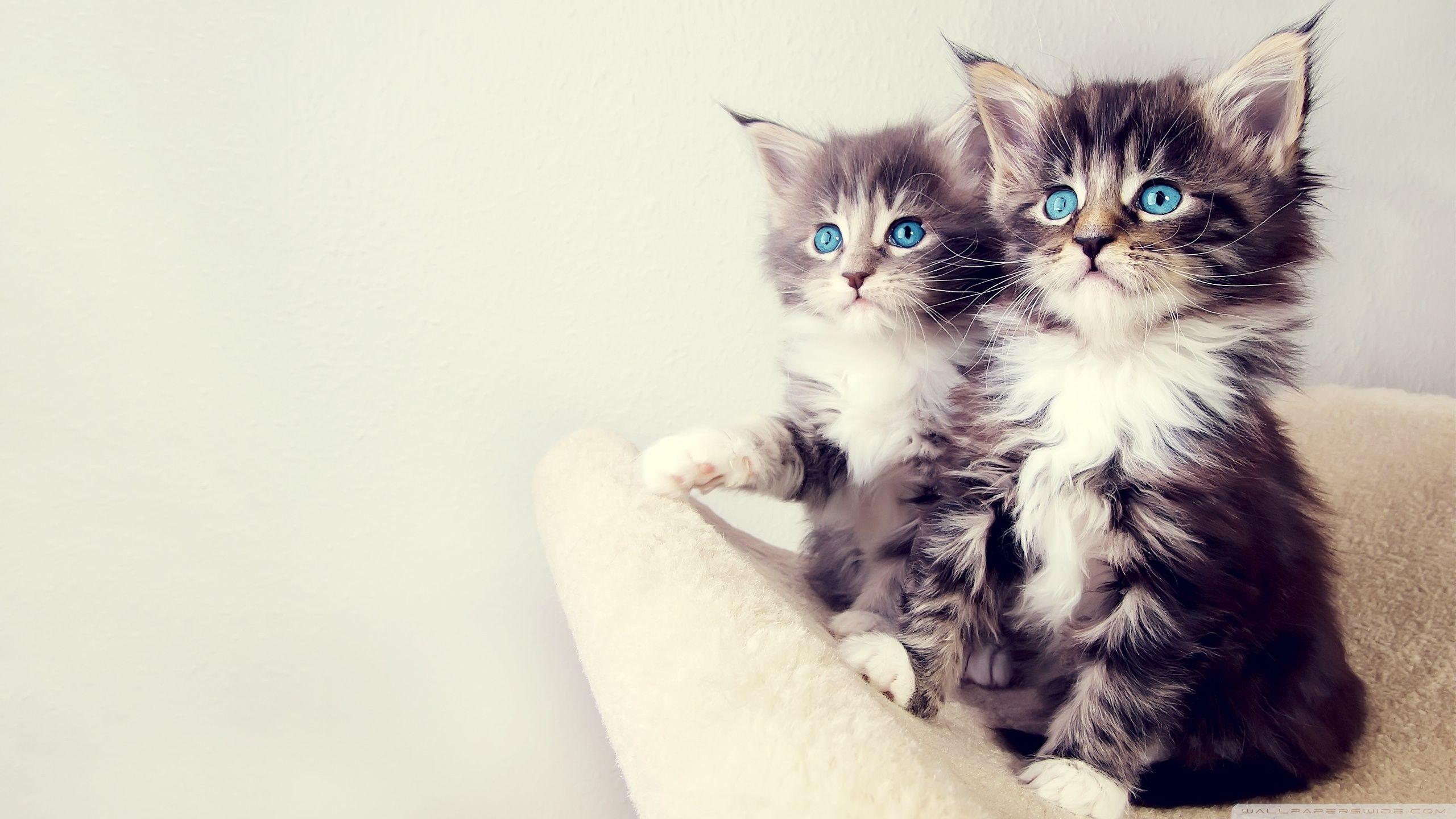 Cute Cats And Kittens Wallpapers