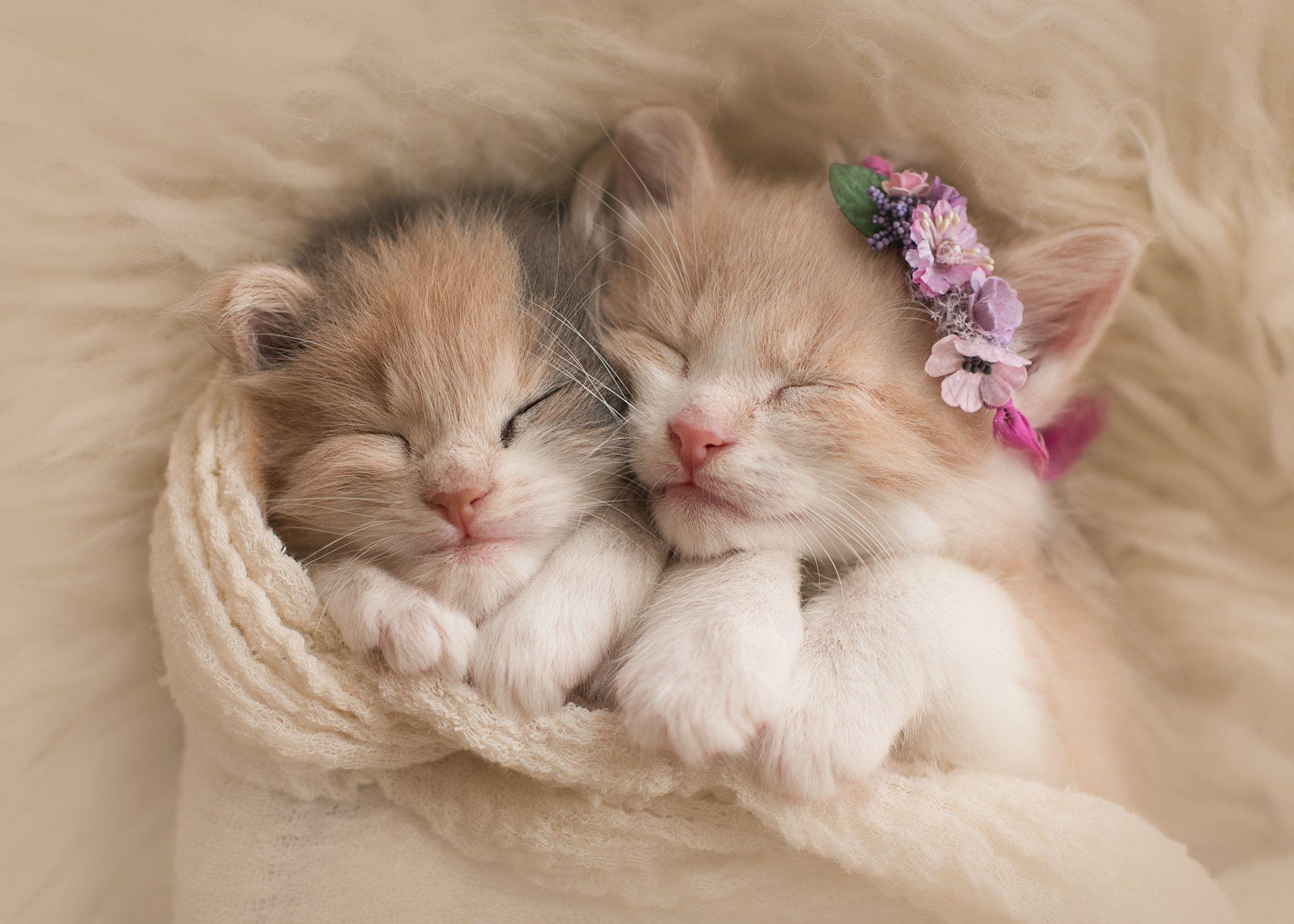 Cute Cats And Kittens Wallpapers
