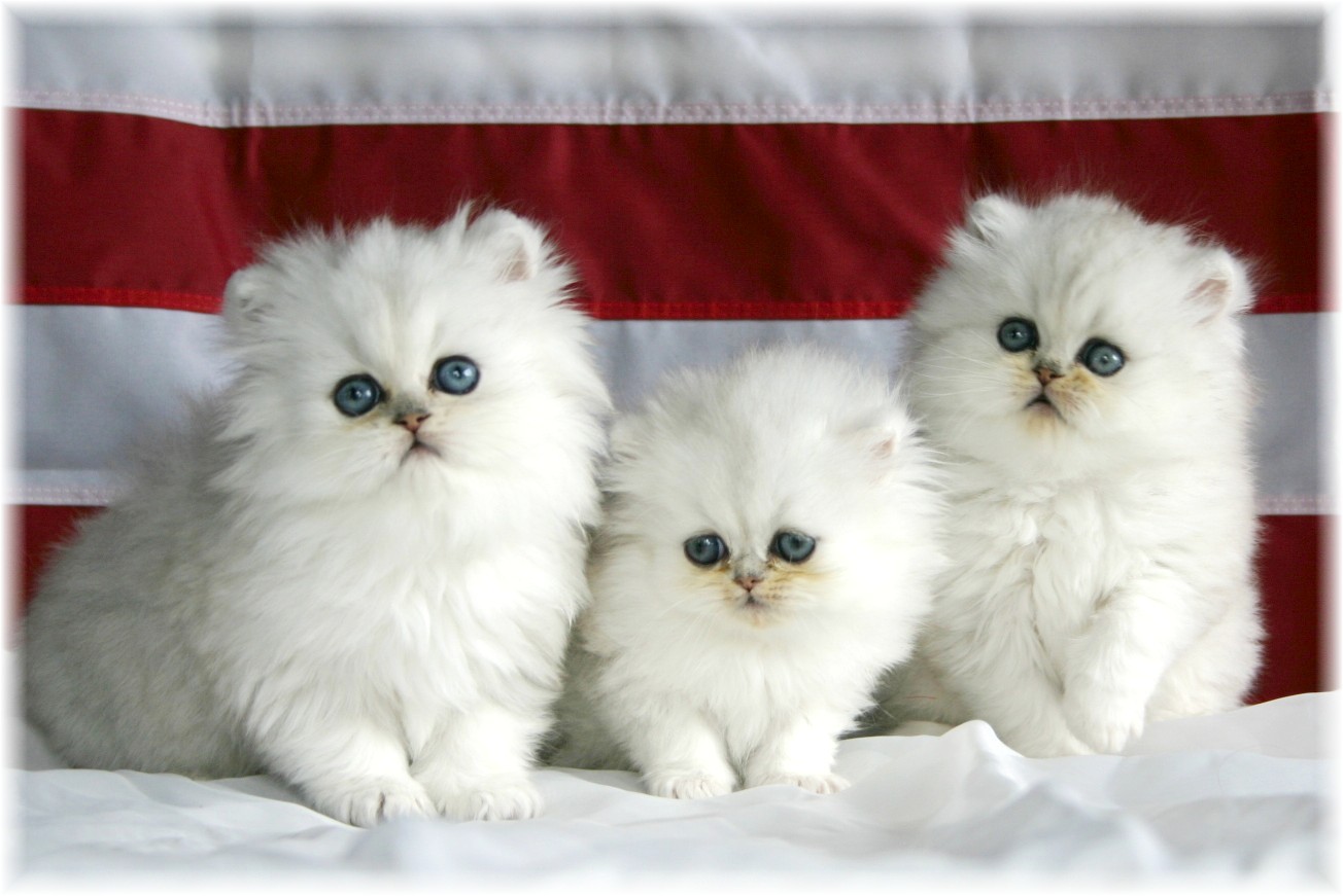 Cute Cats And Kittens Wallpapers