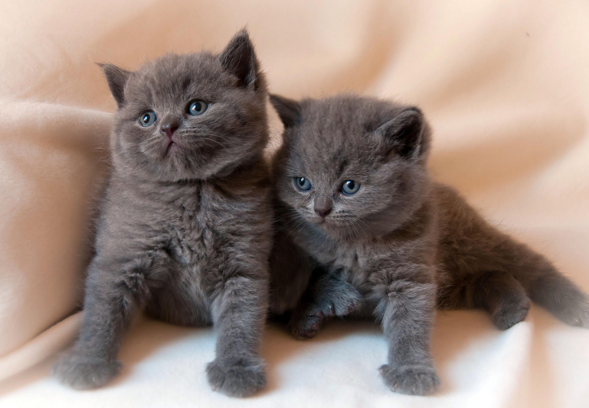 Cute Cats And Kittens Wallpapers