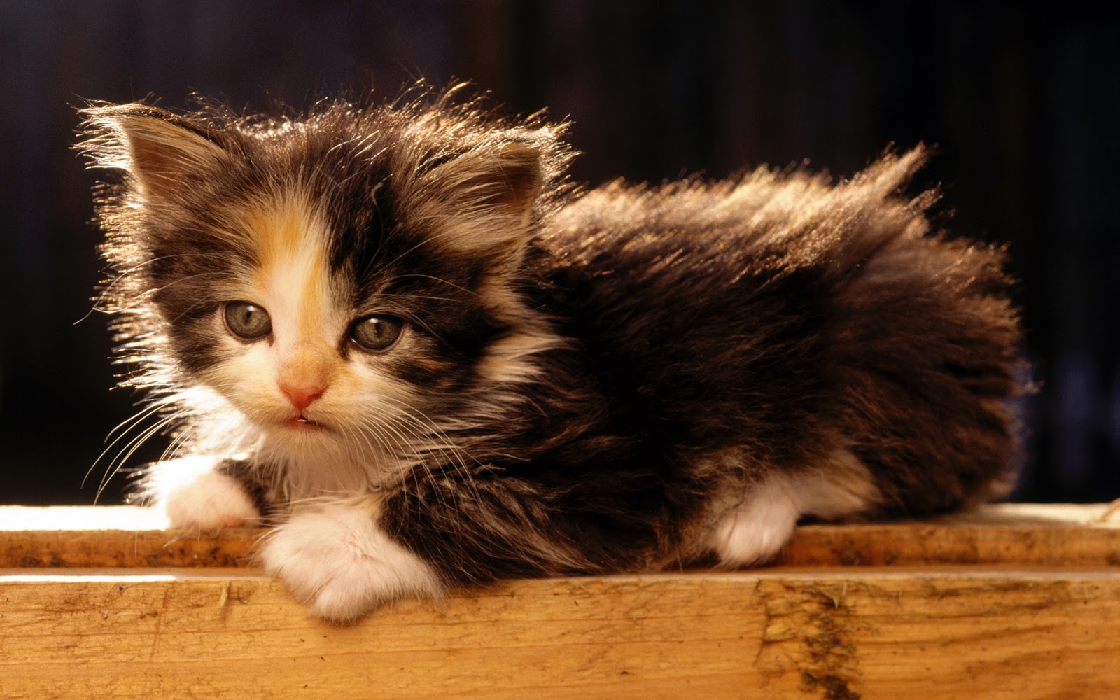 Cute Cats And Kittens Wallpapers