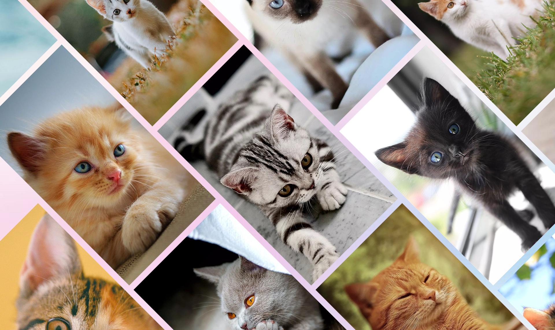 Cute Cats And Kittens Wallpapers