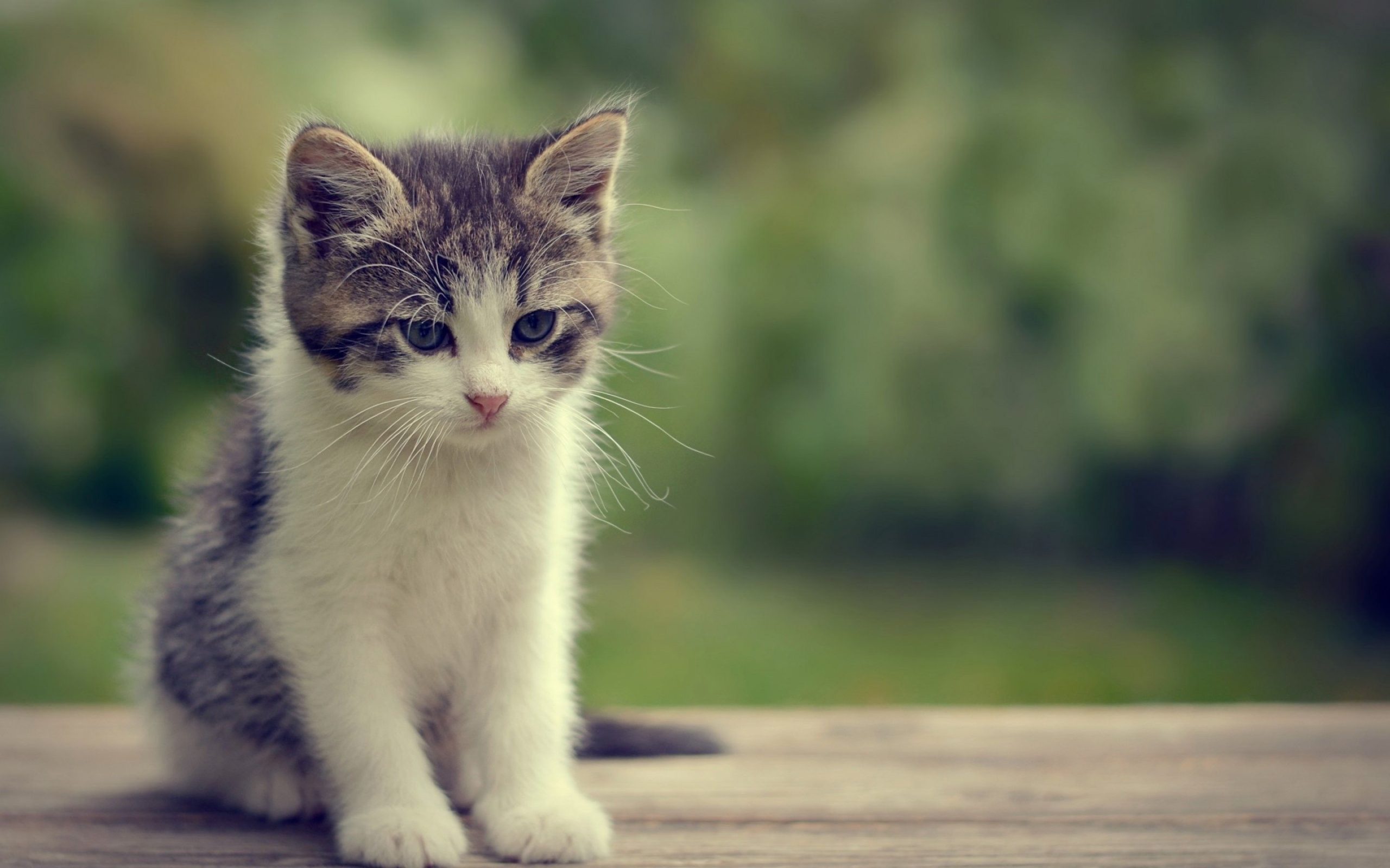 Cute Cats And Kittens Wallpapers