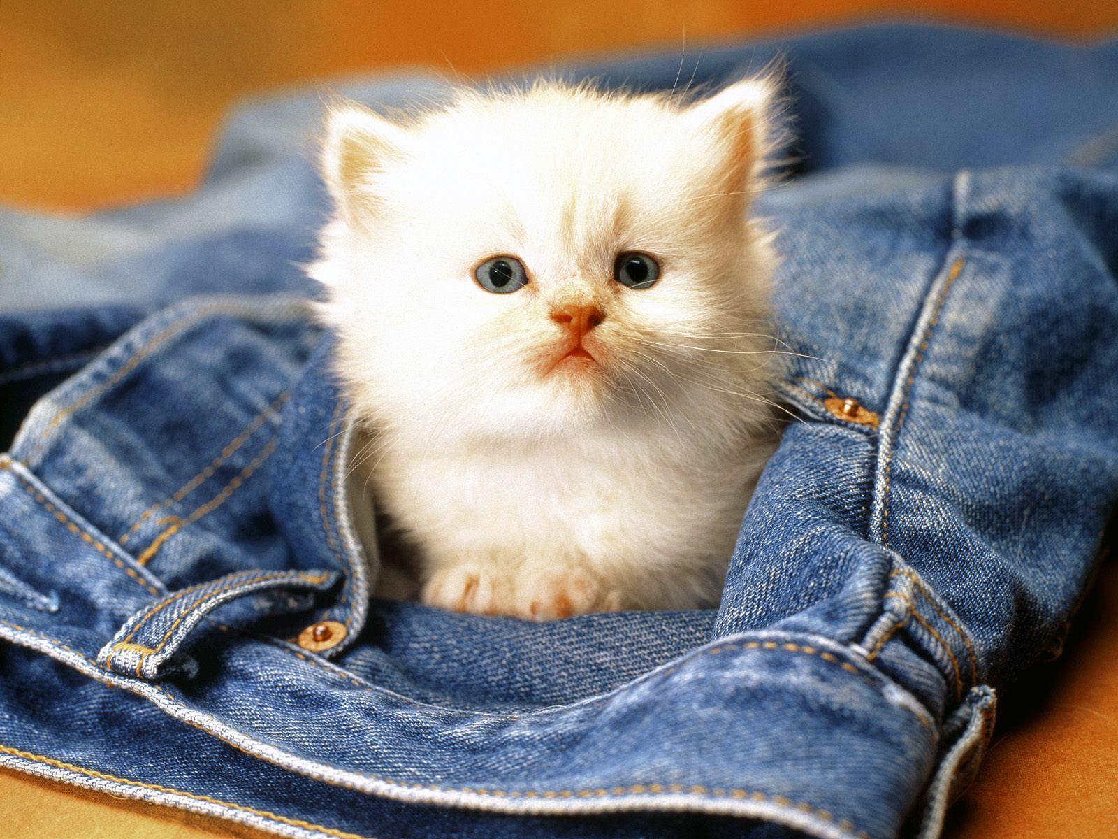 Cute Cats Wallpaper Wallpapers