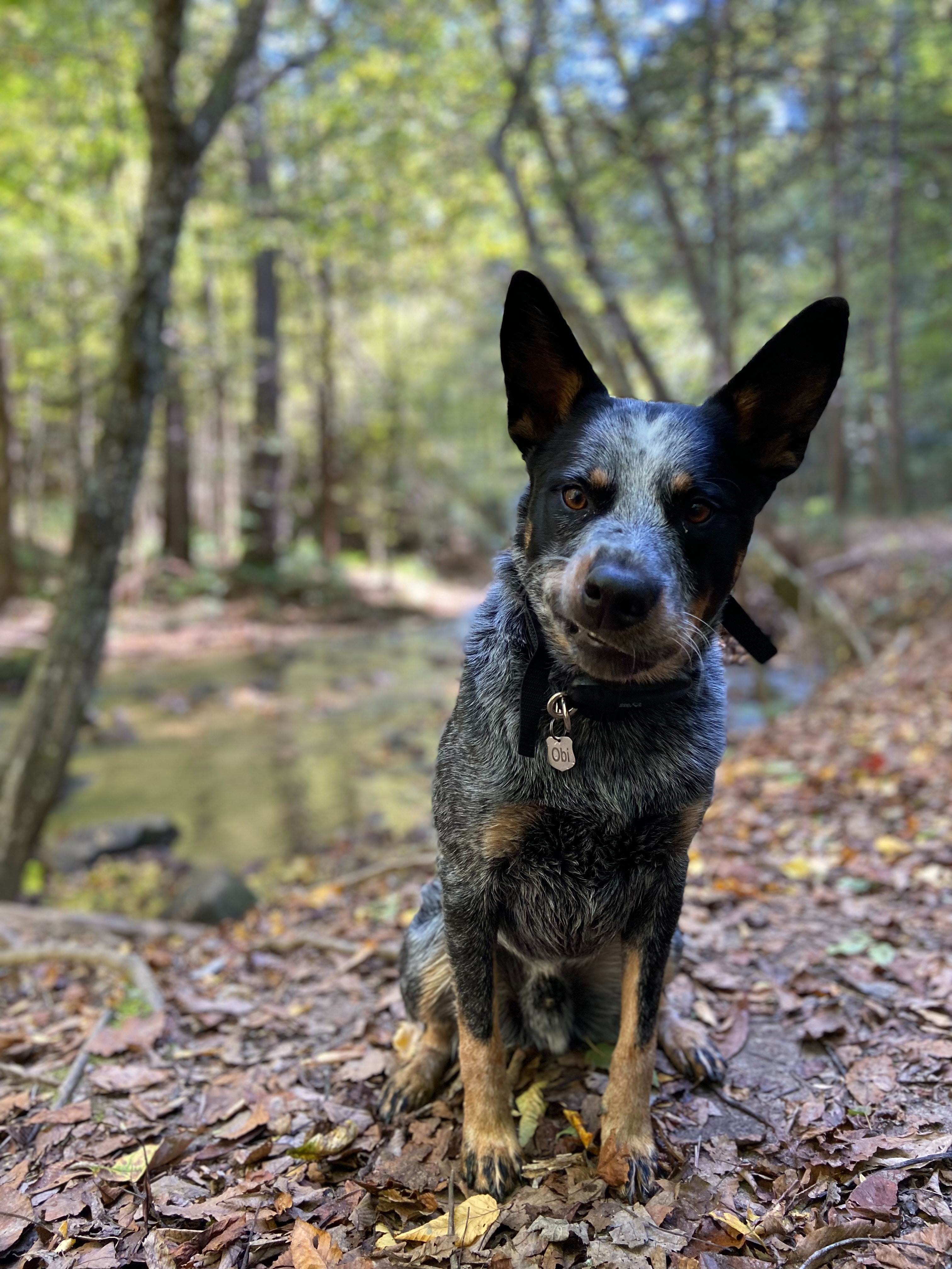 Cute Cattle Dog Wallpapers