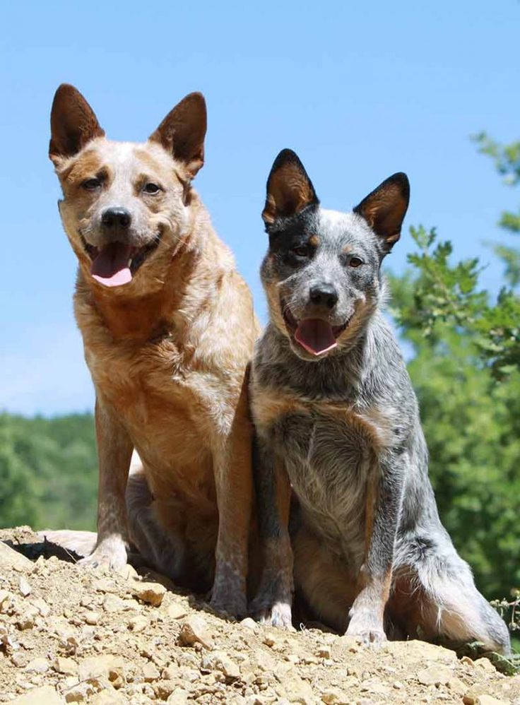 Cute Cattle Dog Wallpapers