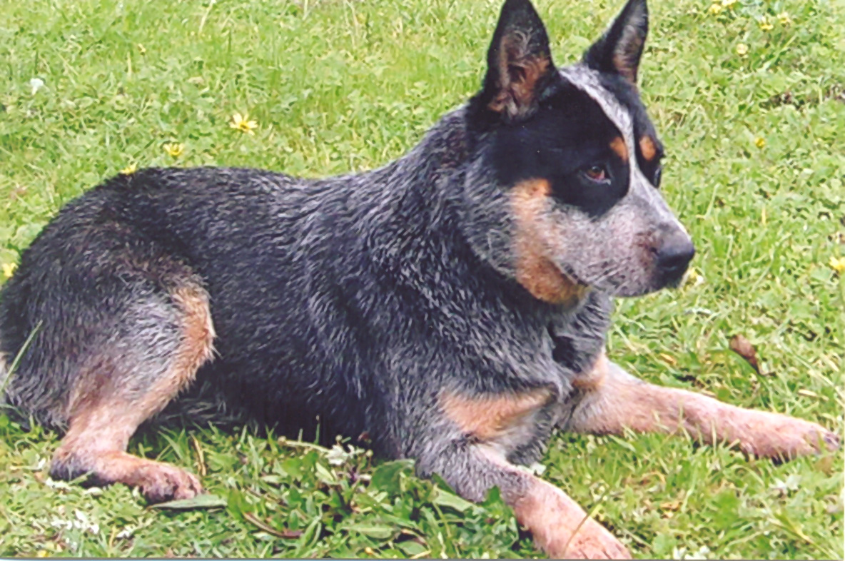 Cute Cattle Dog Wallpapers