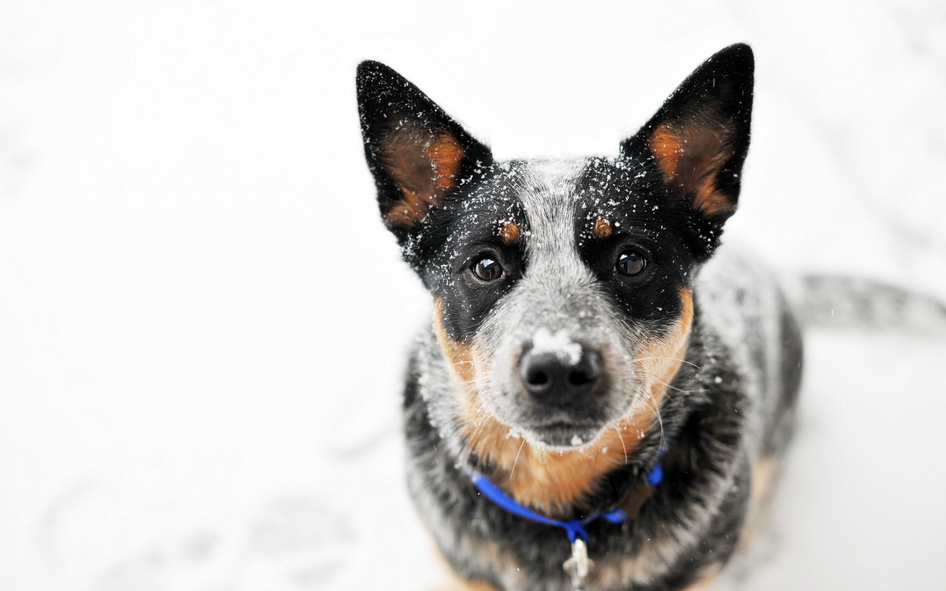 Cute Cattle Dog Wallpapers