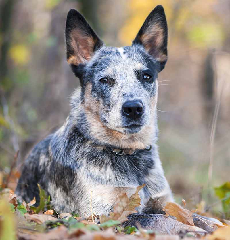 Cute Cattle Dog Wallpapers