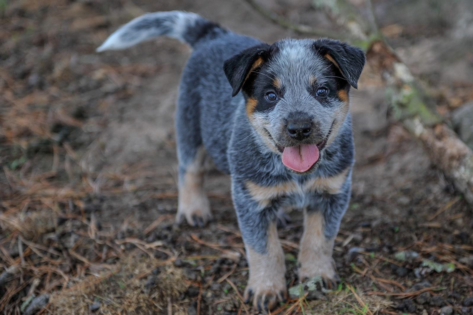 Cute Cattle Dog Wallpapers