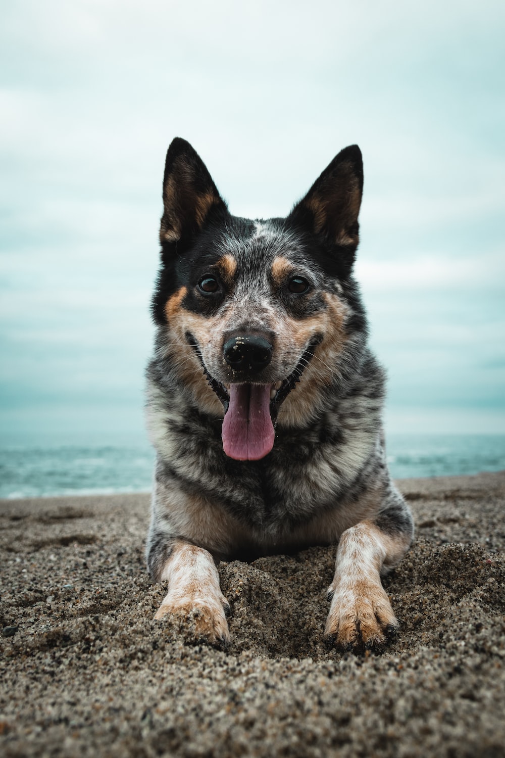 Cute Cattle Dog Wallpapers