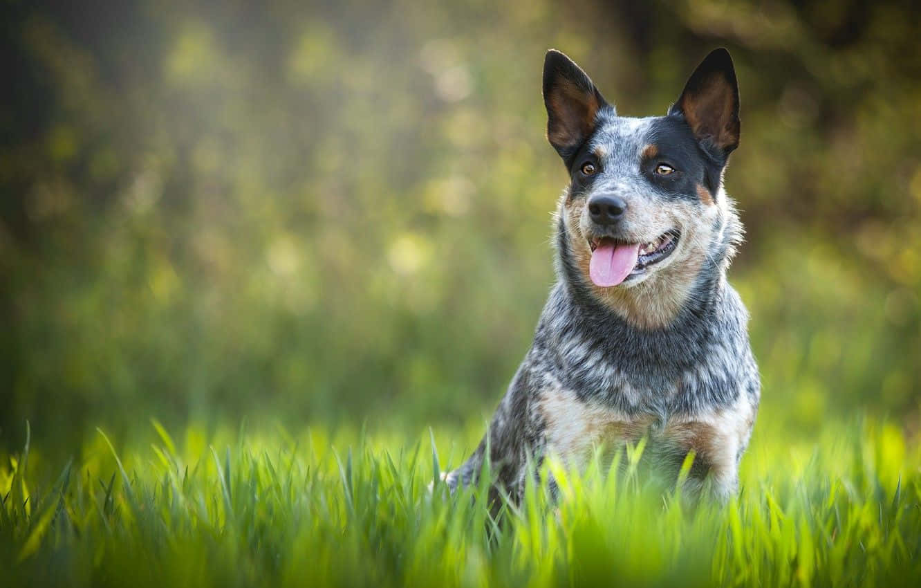 Cute Cattle Dog Wallpapers