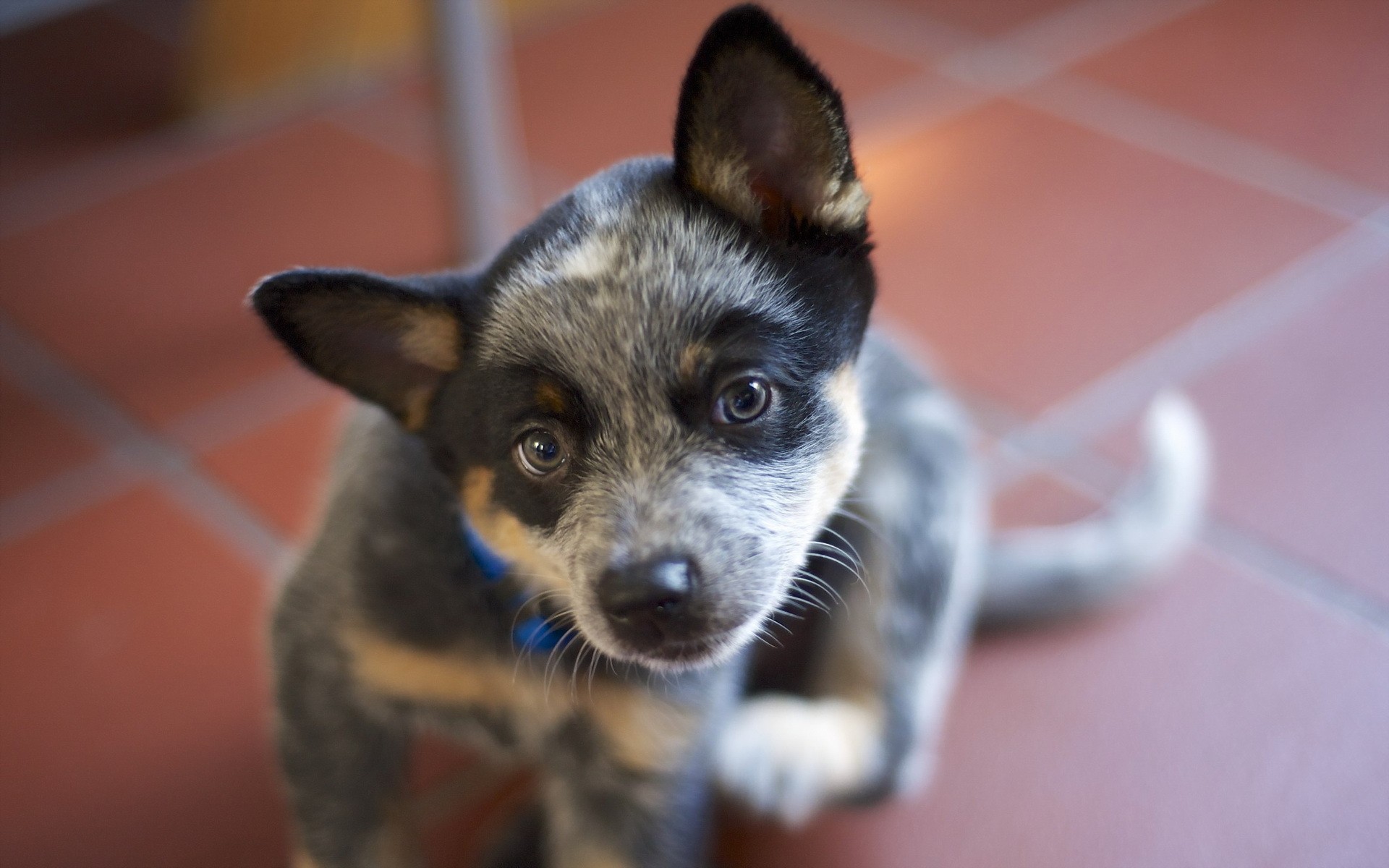 Cute Cattle Dog Wallpapers