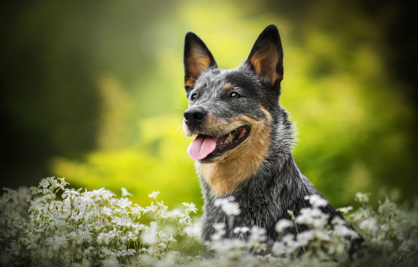 Cute Cattle Dog Wallpapers