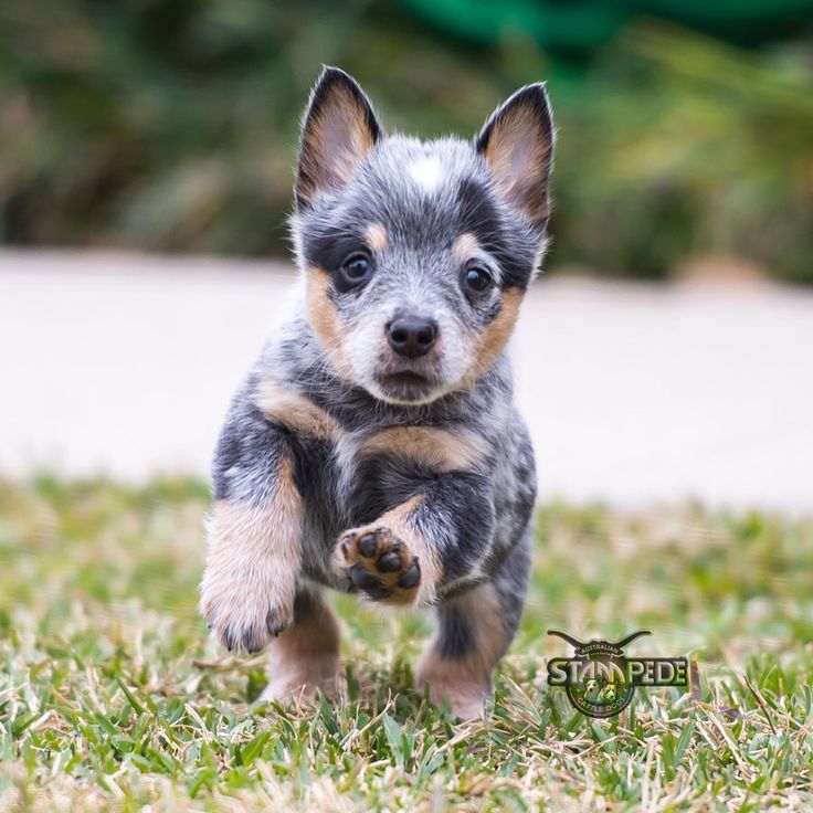 Cute Cattle Dog Wallpapers