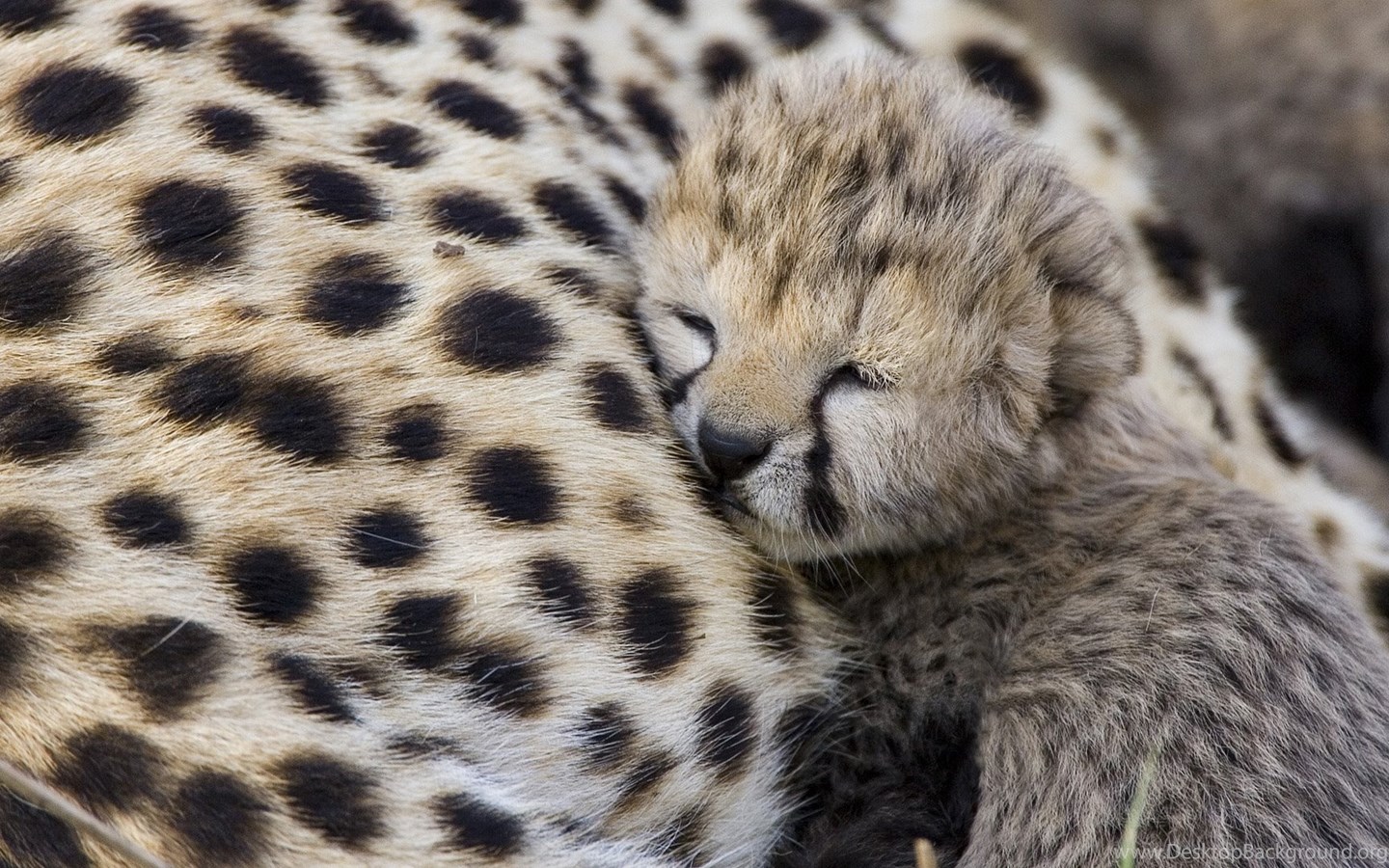 Cute Cheetah Wallpapers