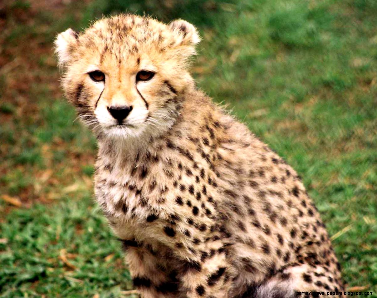 Cute Cheetah Wallpapers