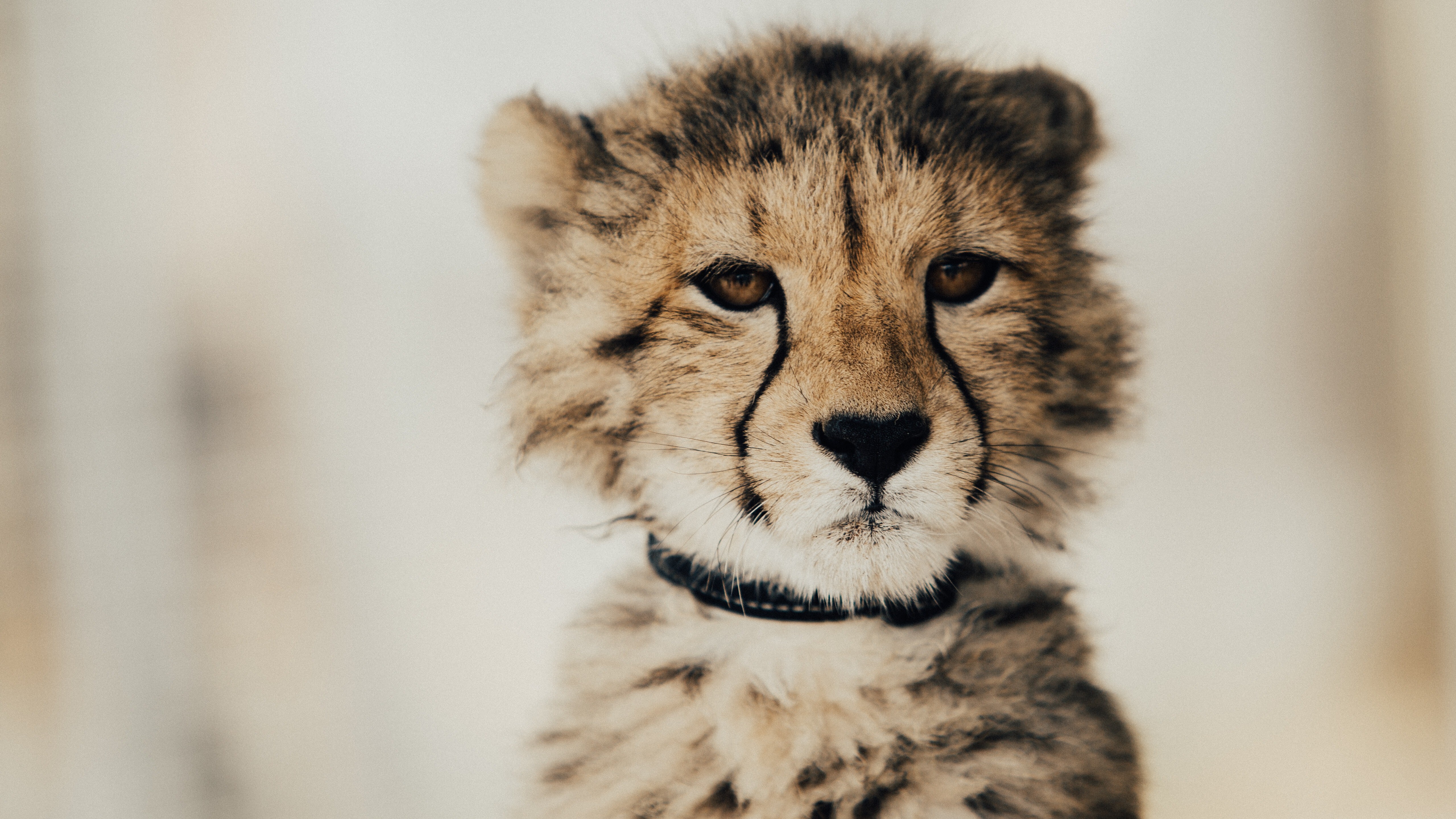 Cute Cheetah Wallpapers