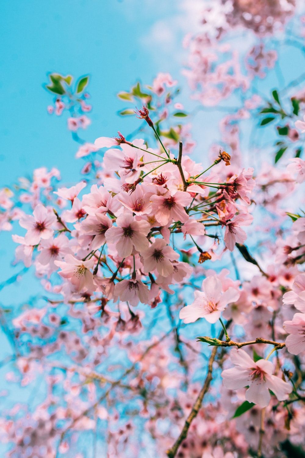 Cute Cherry Blossom Wallpapers