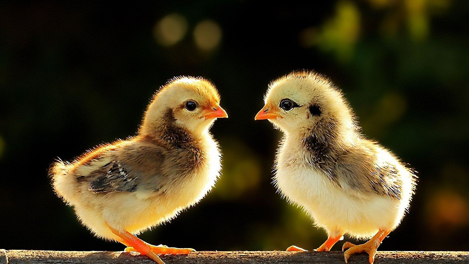 Cute Chicken Wallpapers