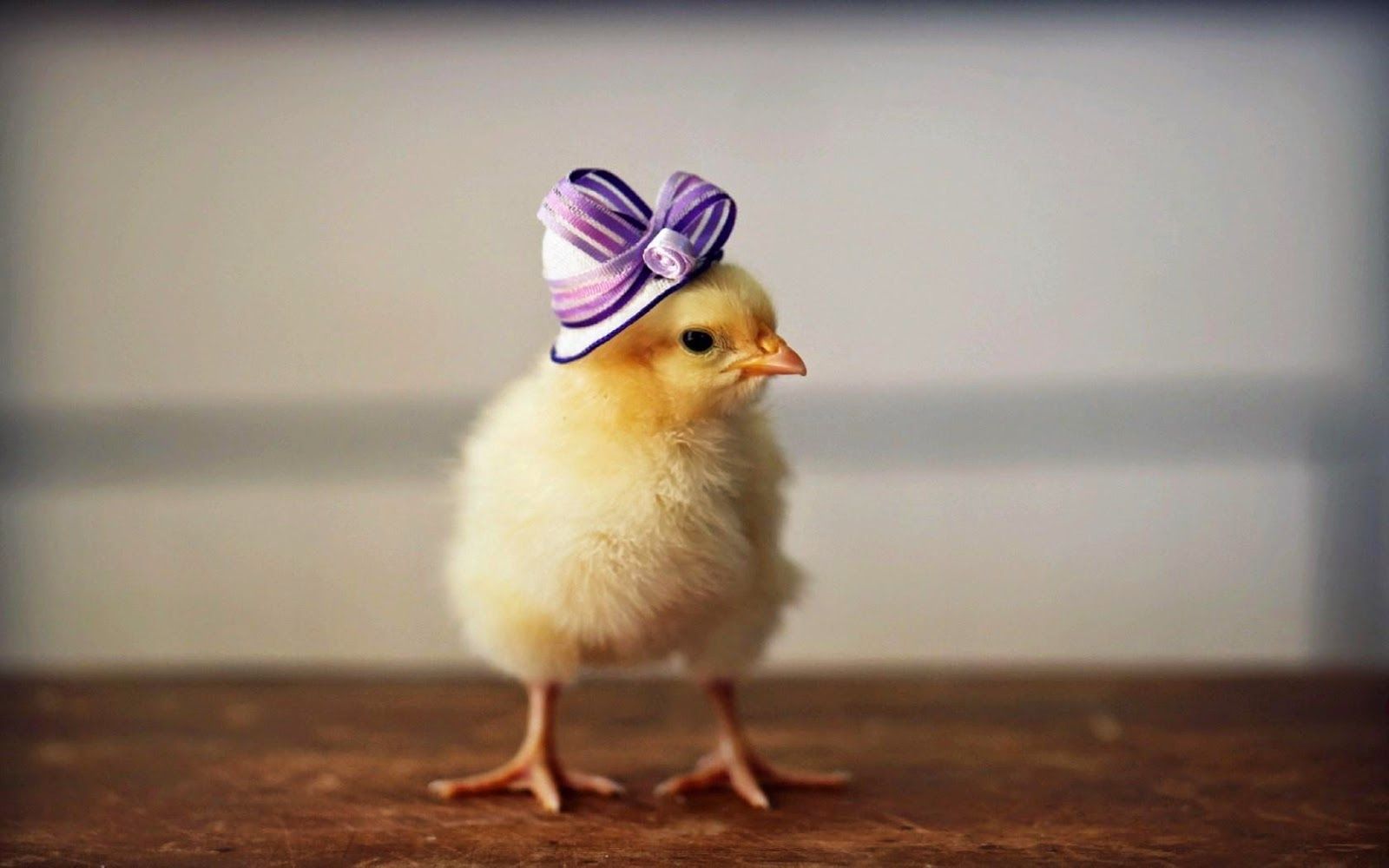 Cute Chicken Wallpapers