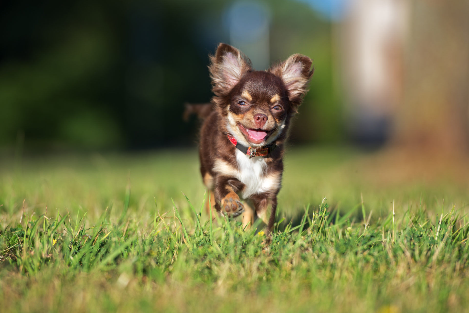 Cute Chihuahua Dogs Wallpapers