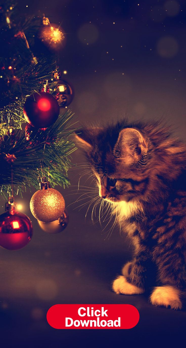 Cute Christmas Cat Wallpapers