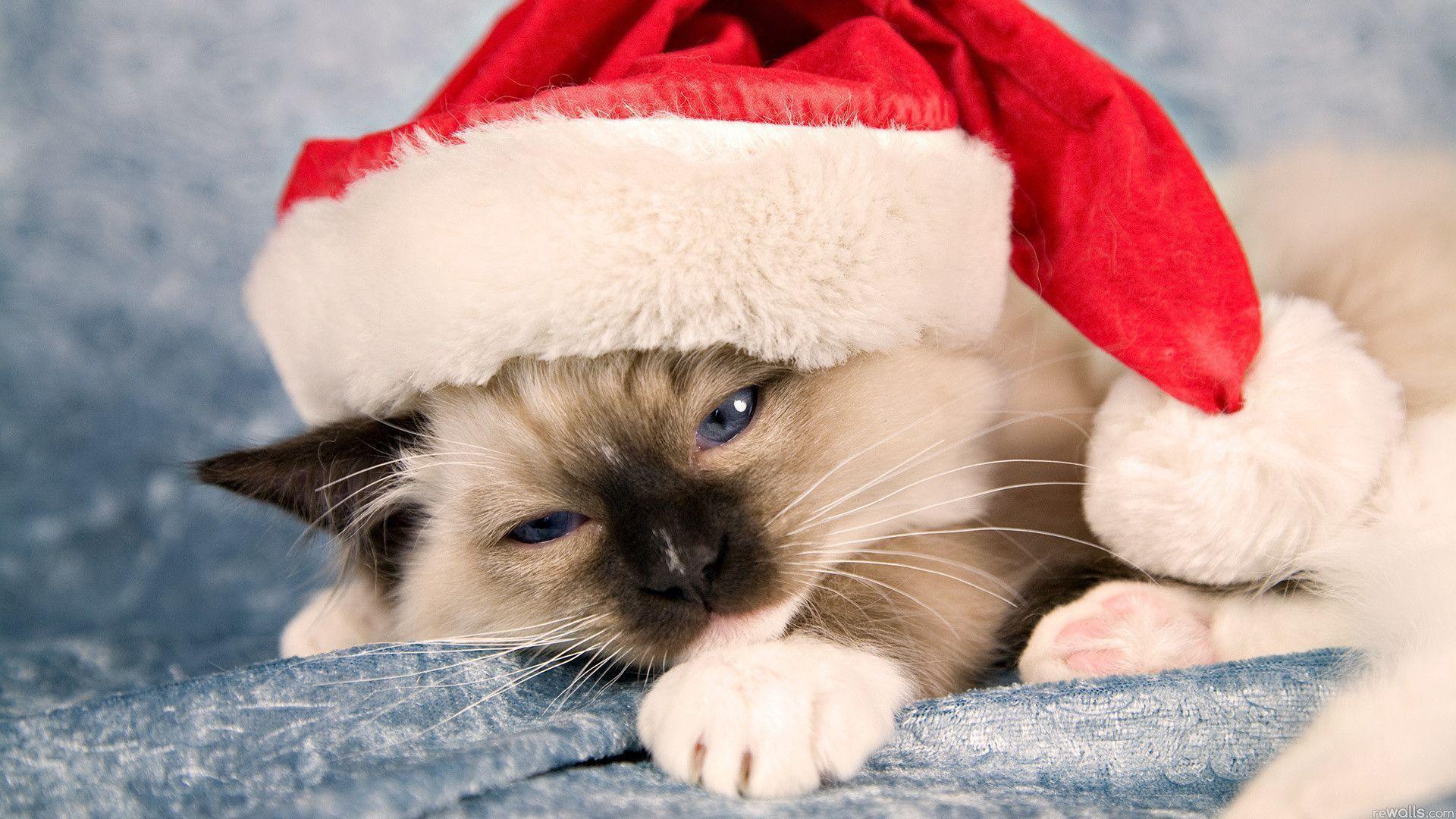 Cute Christmas Cat Wallpapers