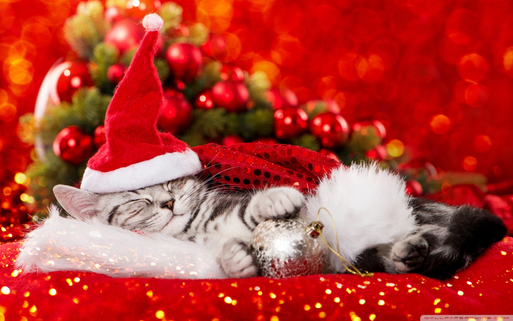 Cute Christmas Cat Wallpapers