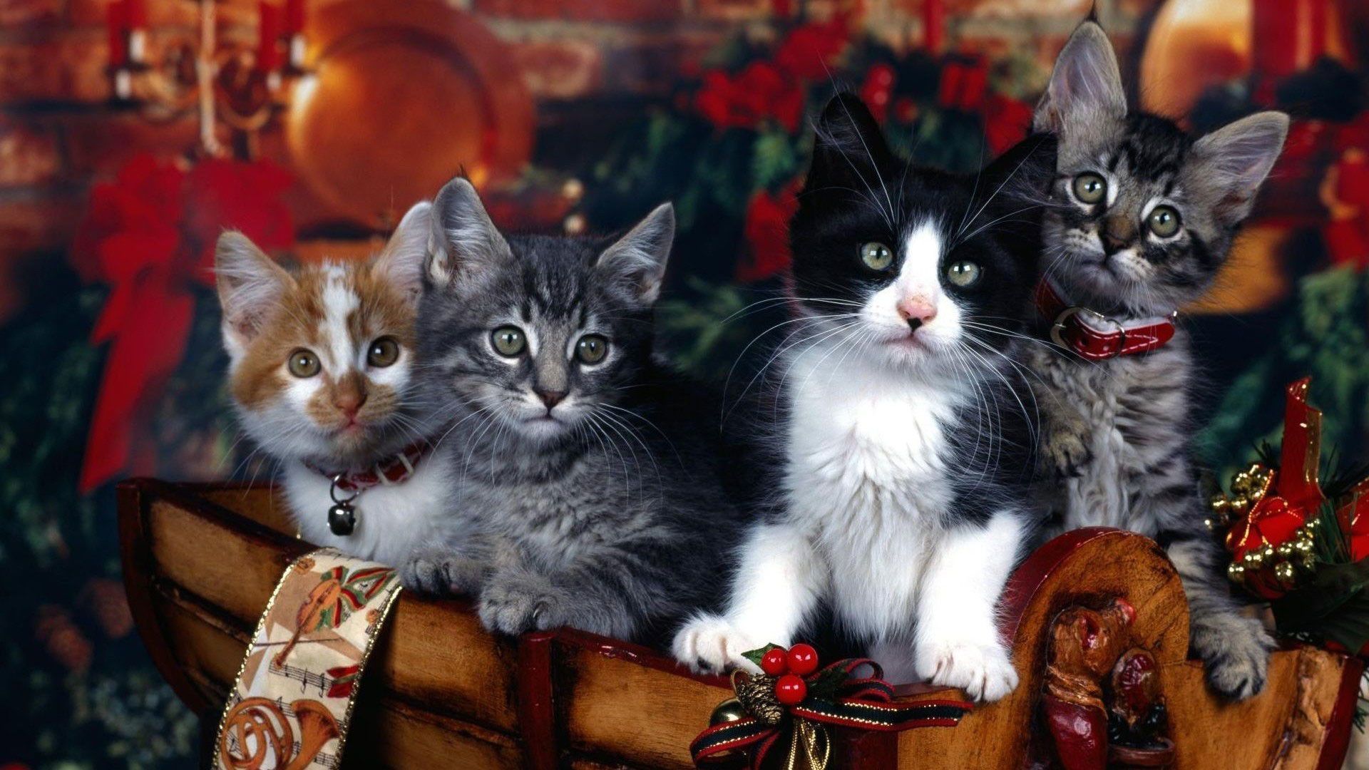 Cute Christmas Cat Wallpapers