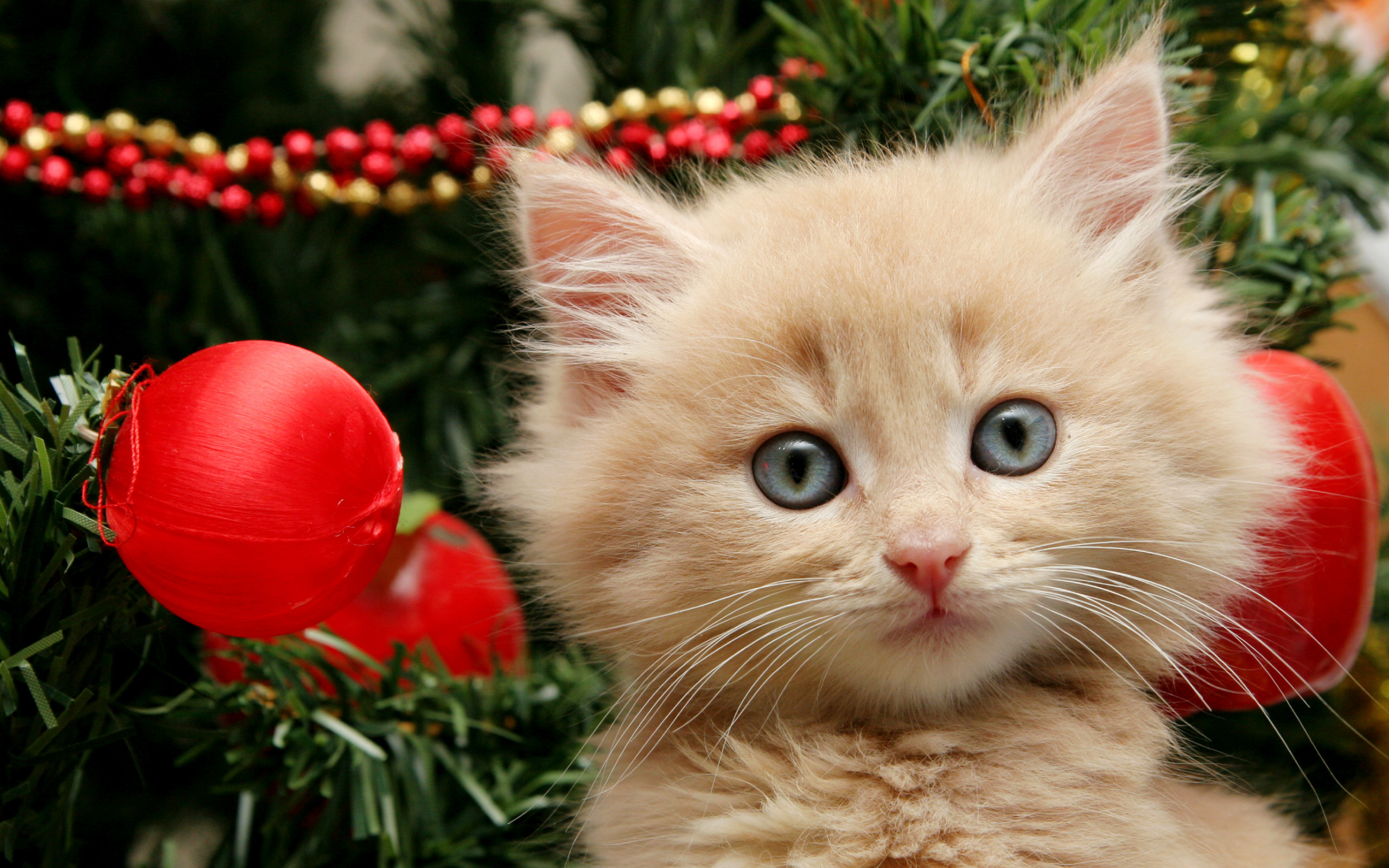 Cute Christmas Cat Wallpapers