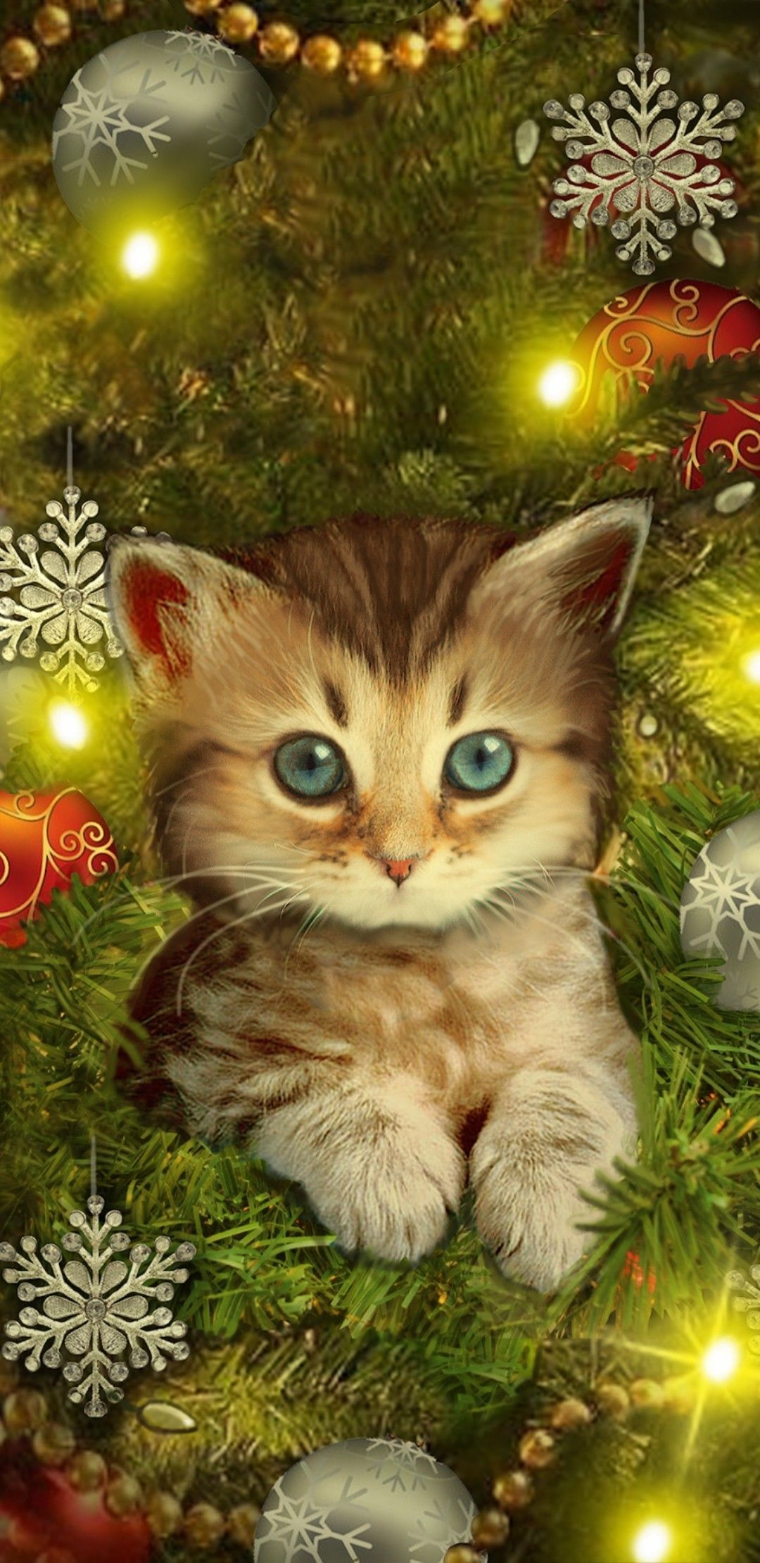 Cute Christmas Cat Wallpapers