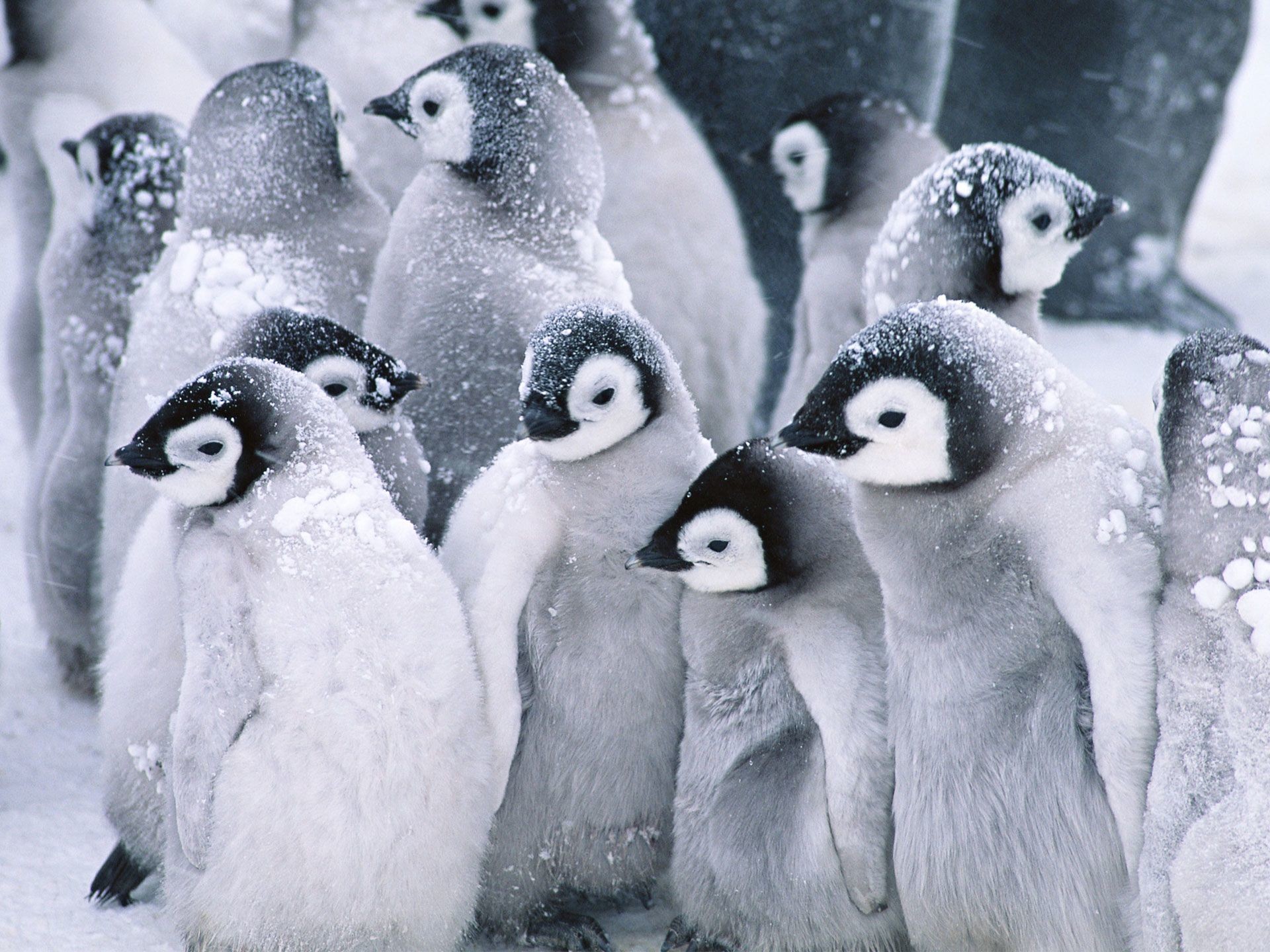 Cute Christmas Penguin Wallpapers Wallpapers