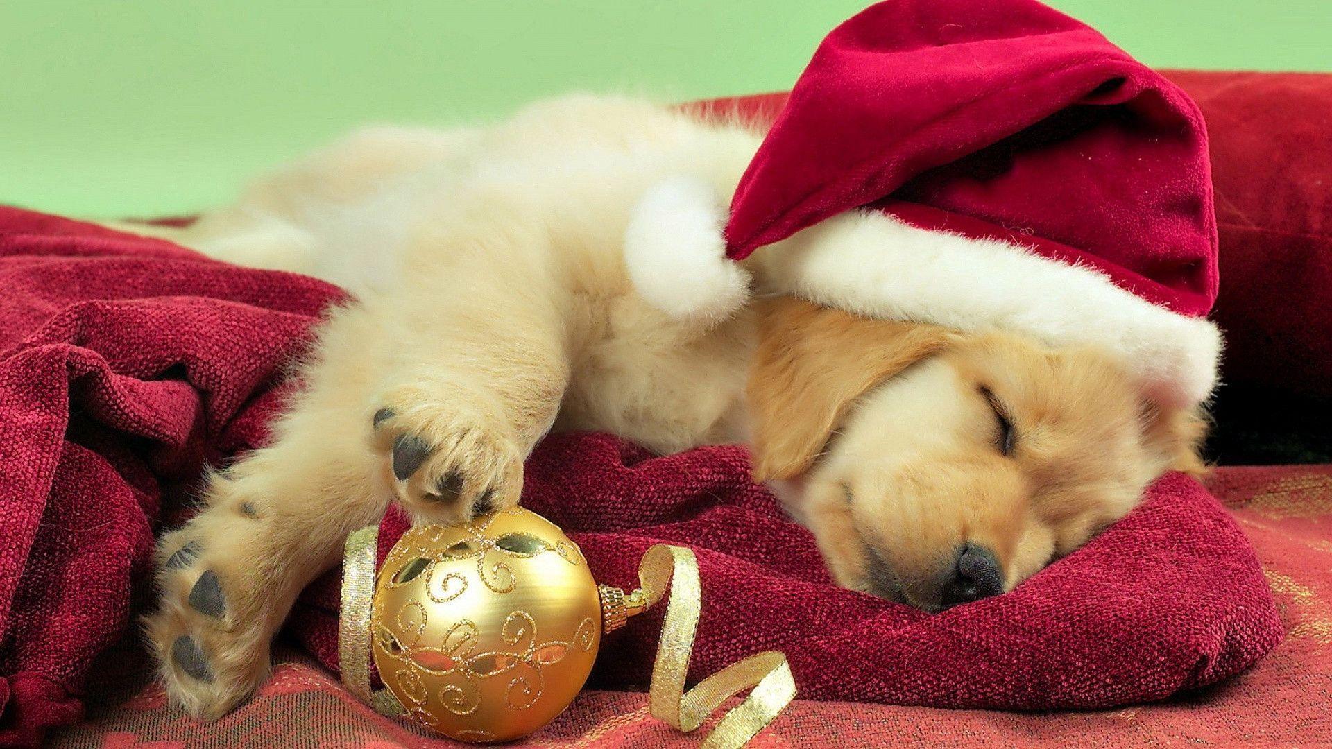 Cute Christmas Puppy Wallpapers Wallpapers