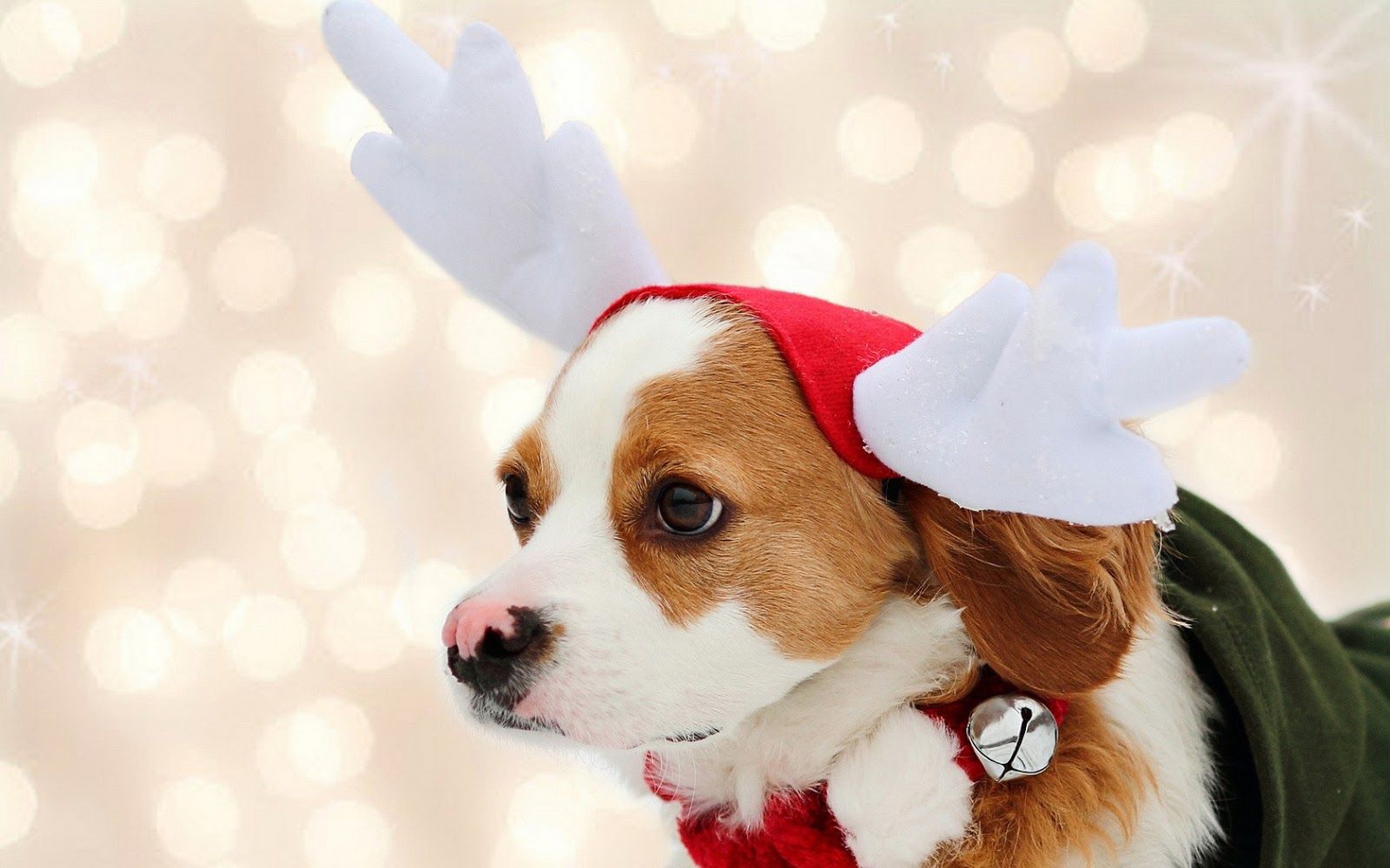 Cute Christmas Puppy Wallpapers Wallpapers