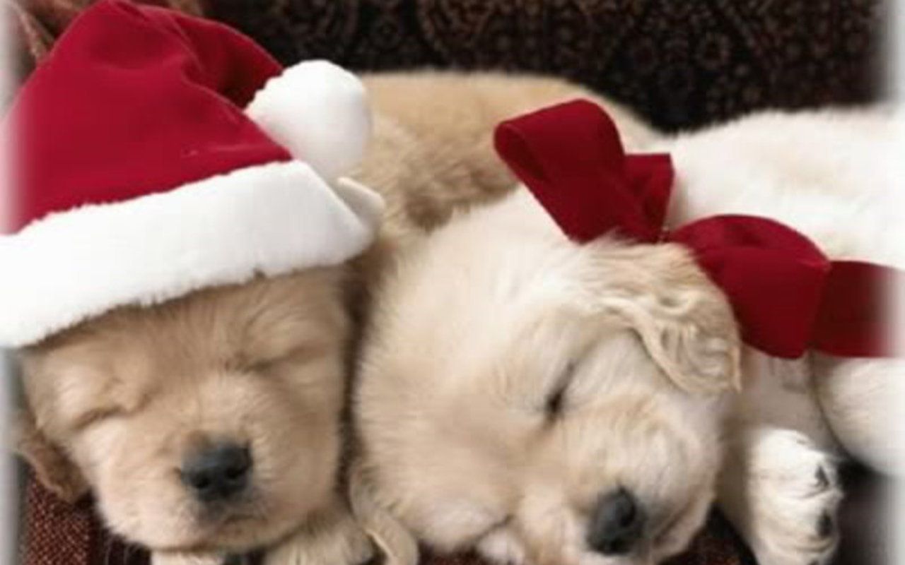 Cute Christmas Puppy Wallpapers Wallpapers