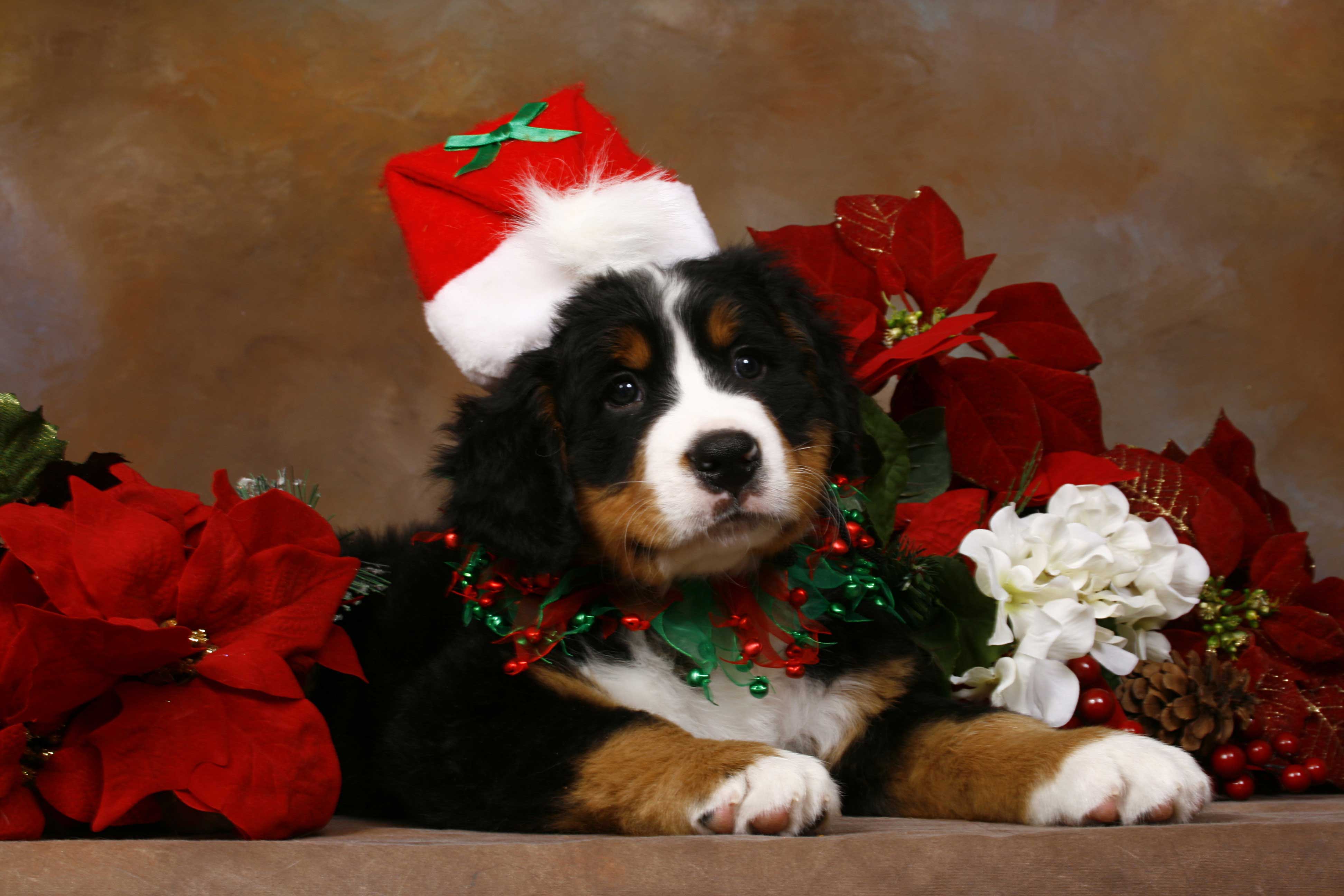 Cute Christmas Puppy Wallpapers Wallpapers