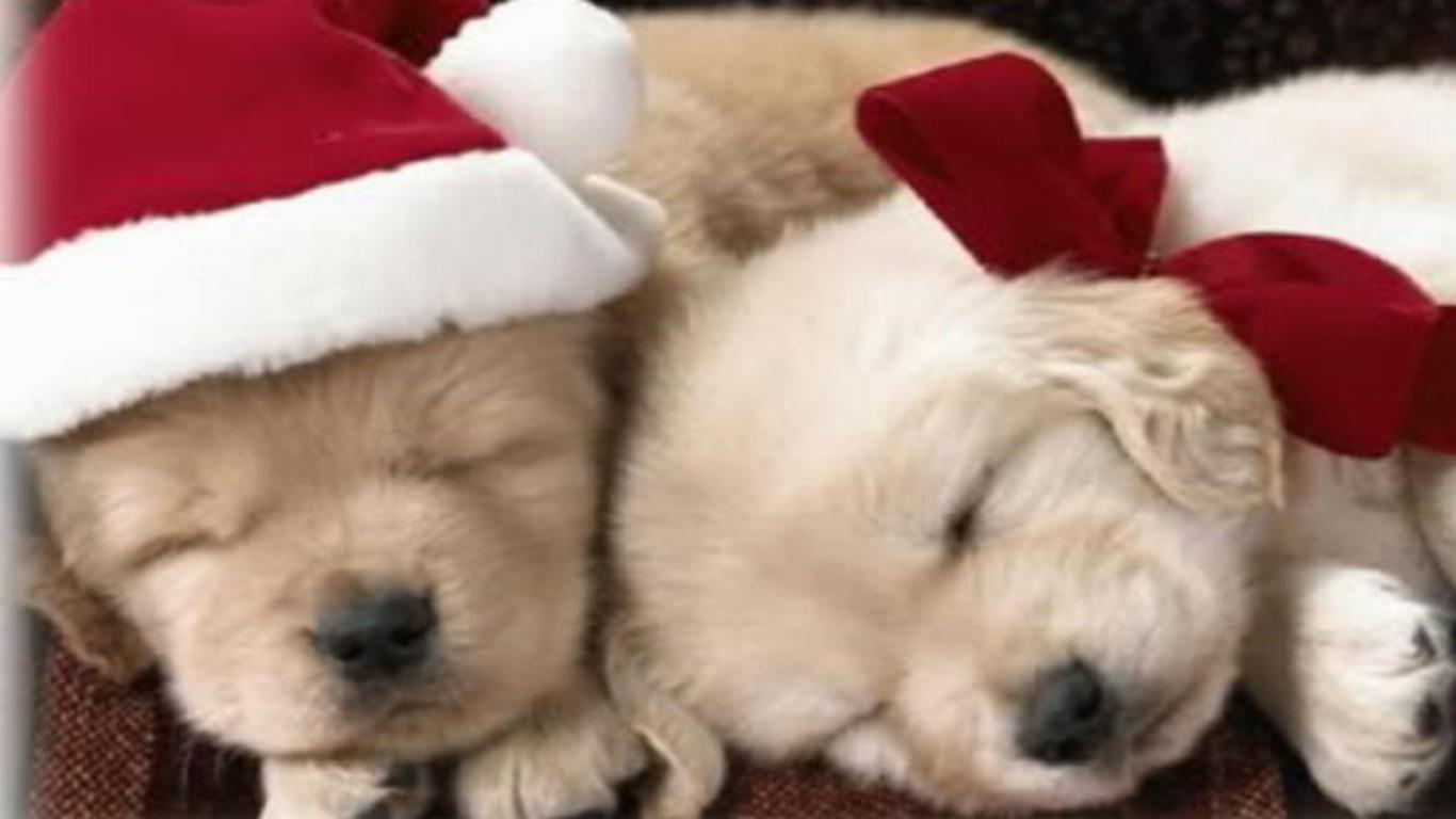 Cute Christmas Puppy Wallpapers Wallpapers