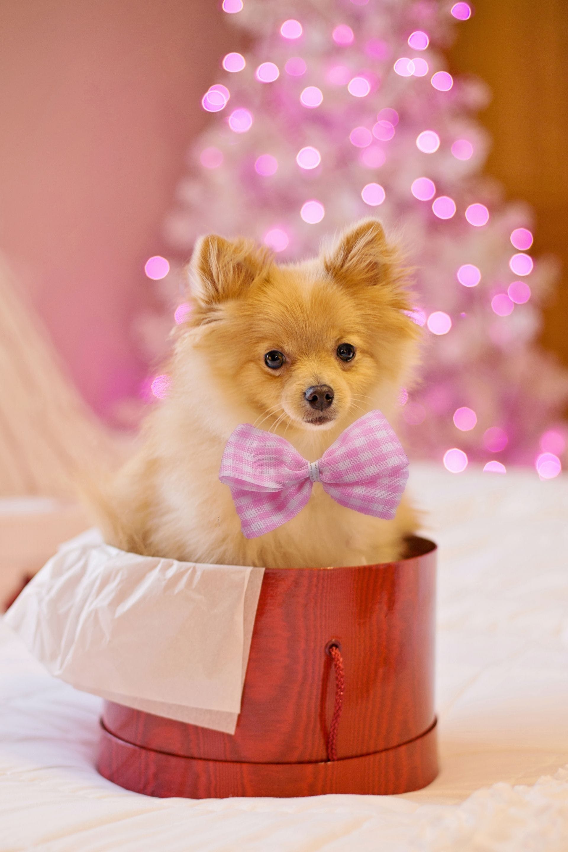 Cute Christmas Puppy Wallpapers Wallpapers